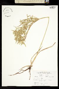 Image of Cyperus lecontei