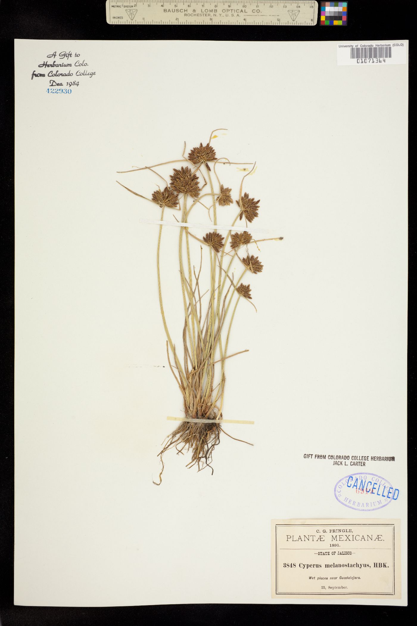 Cyperus niger image