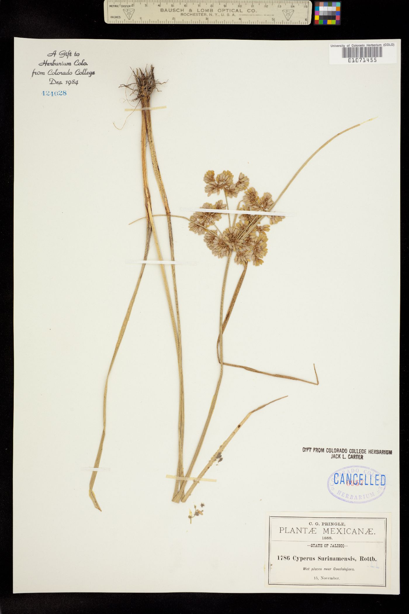 Cyperus surinamensis image