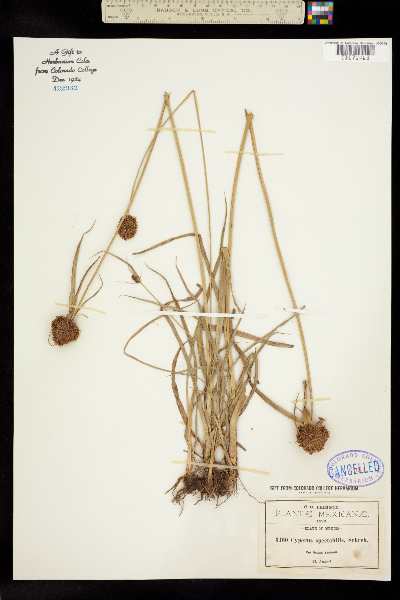 Cyperus spectabilis image