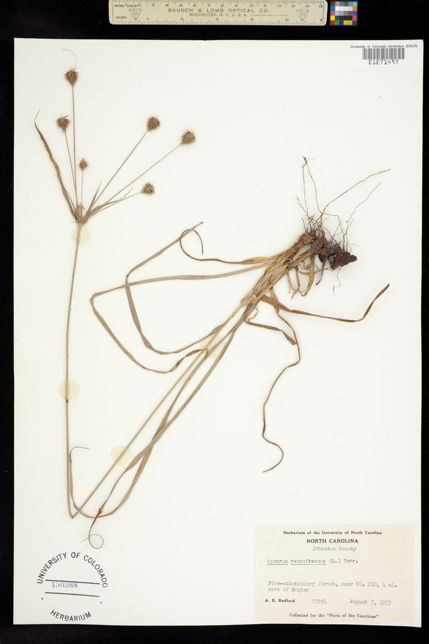 Cyperus retrofractus image