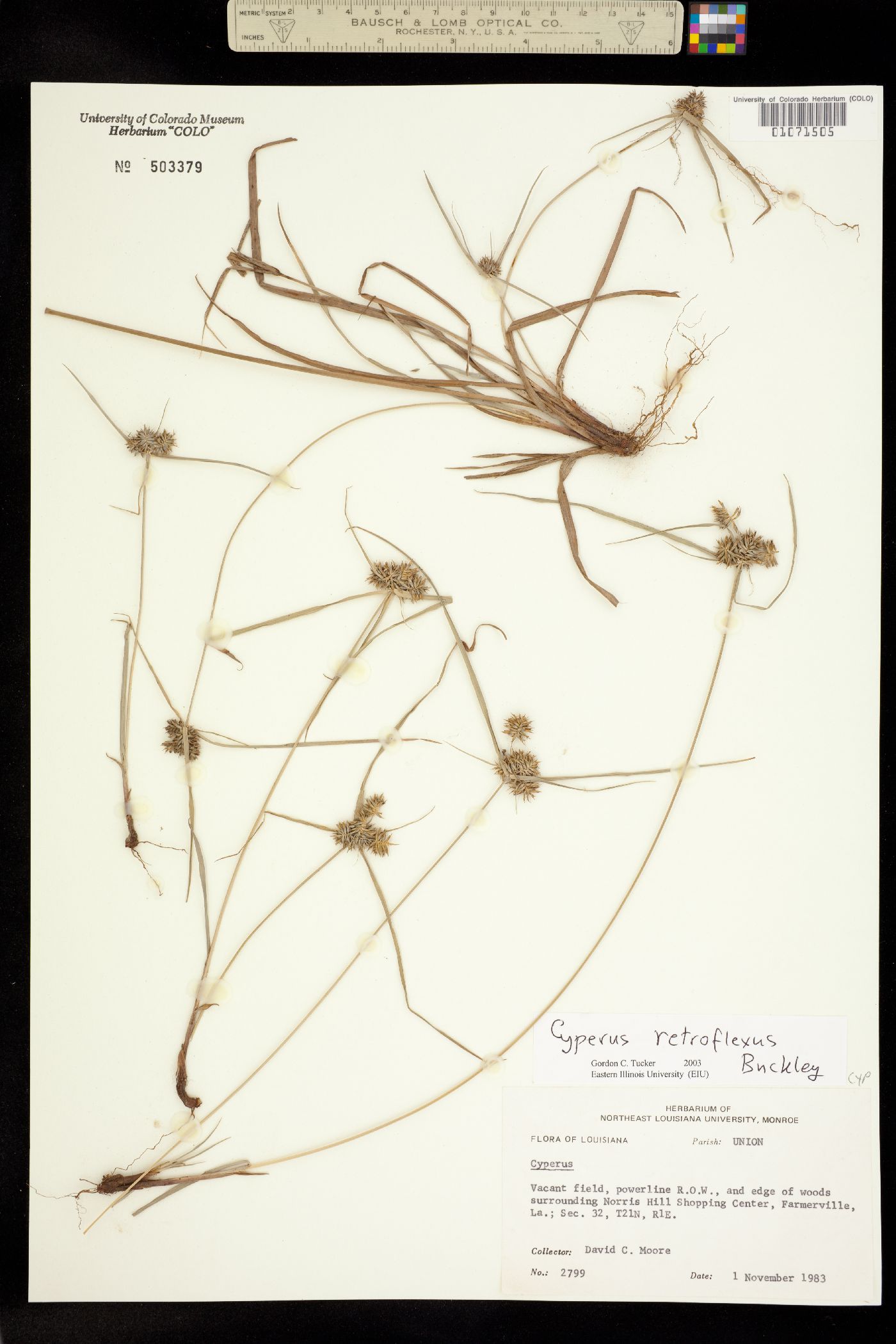 Cyperus retroflexus image