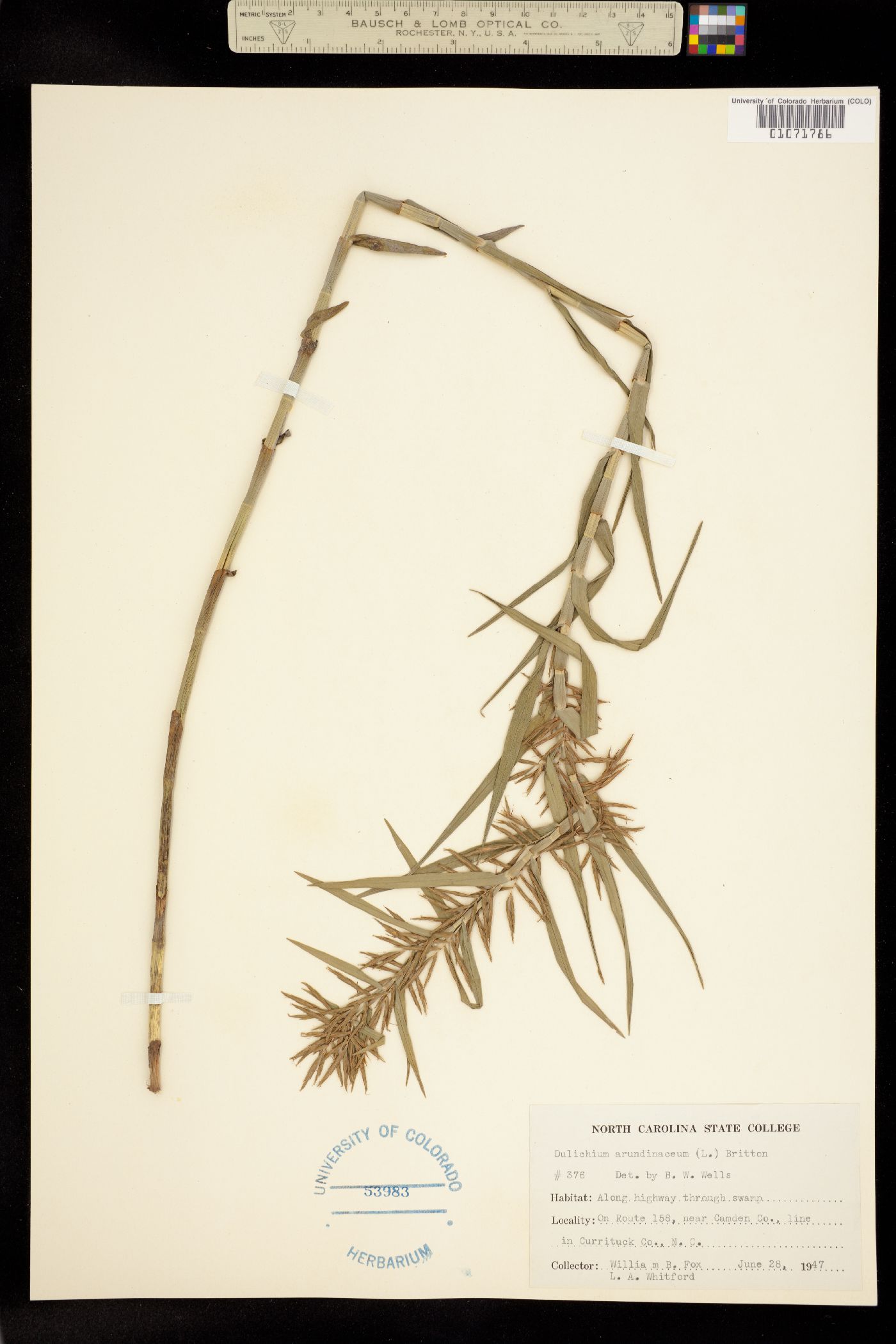 Dulichium arundinaceum image