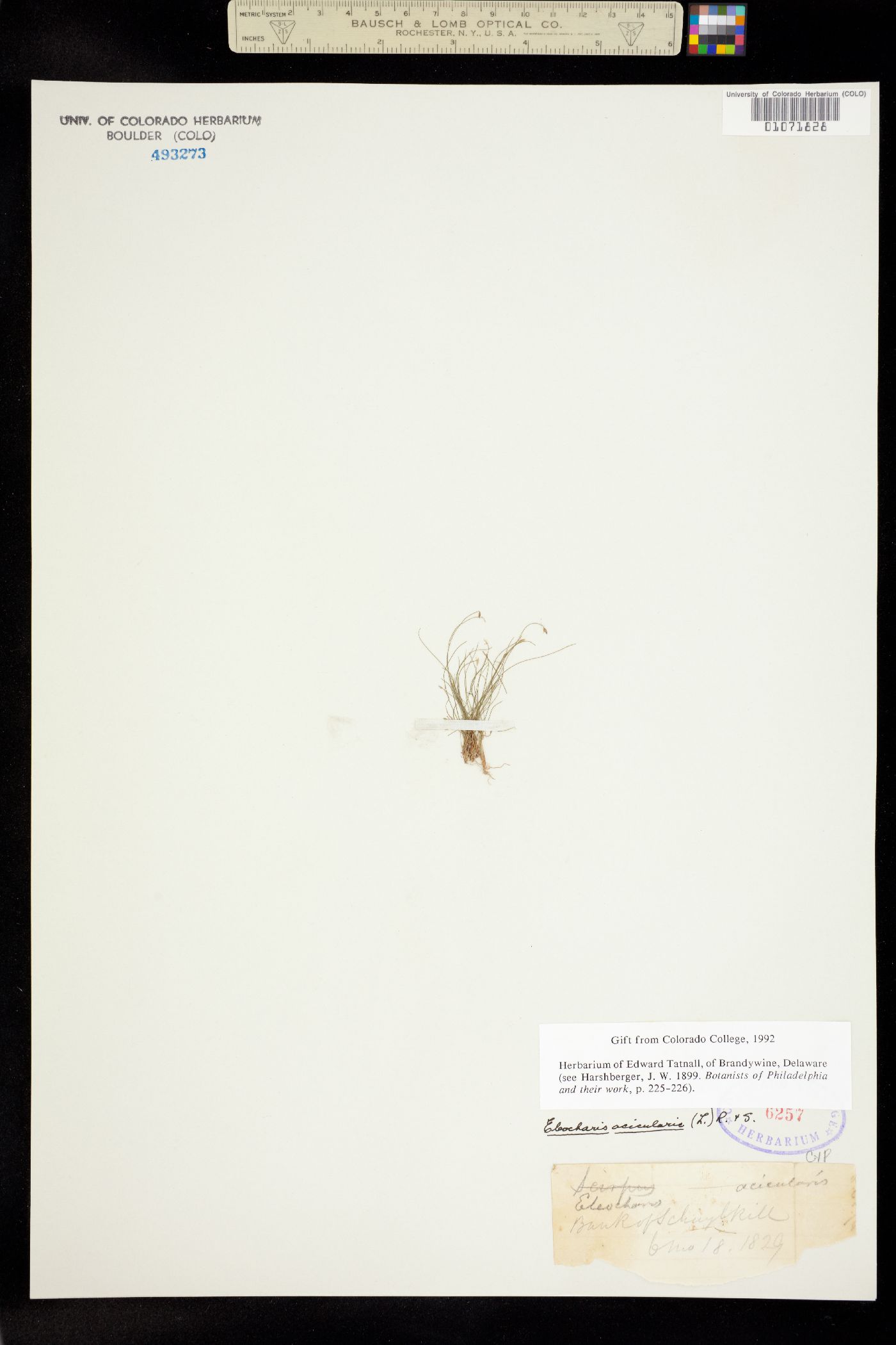 Dulichium arundinaceum image