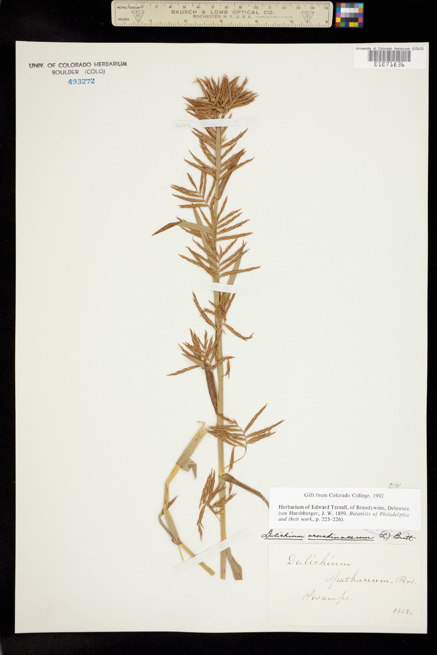 Dulichium arundinaceum image