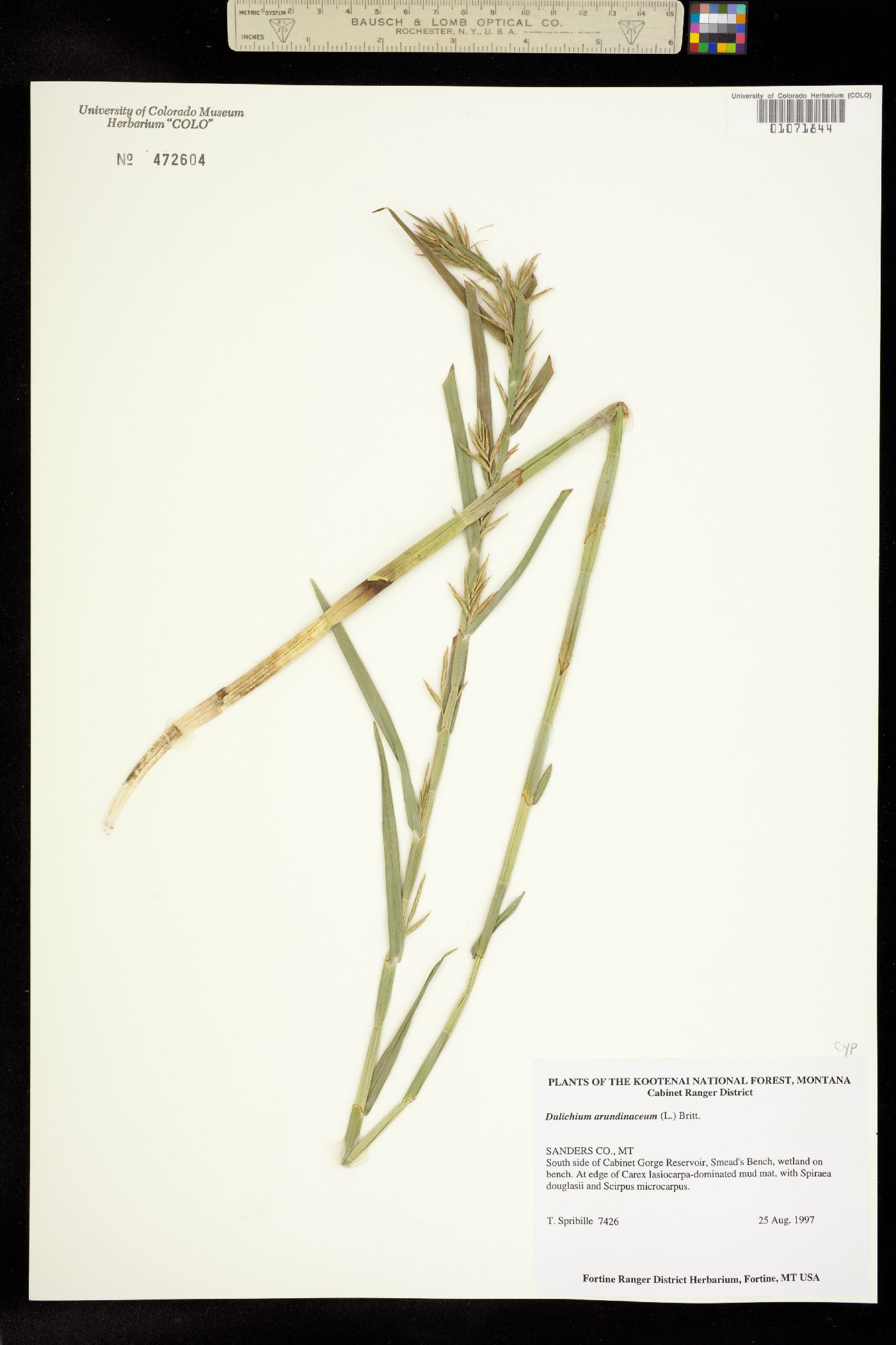 Dulichium arundinaceum image