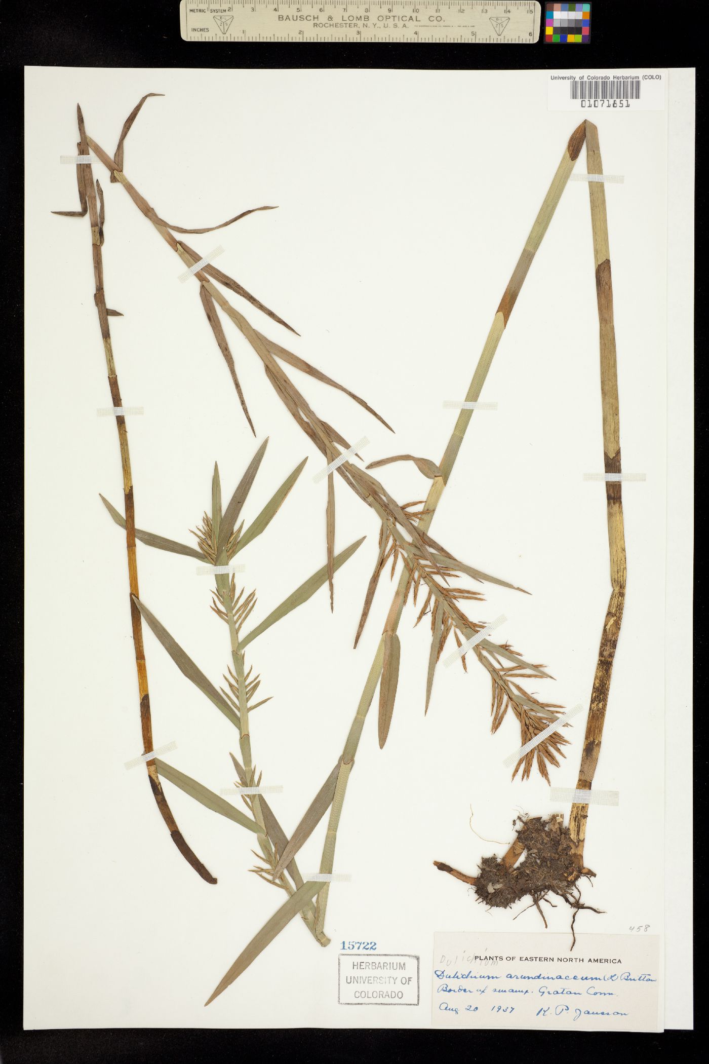 Dulichium arundinaceum image