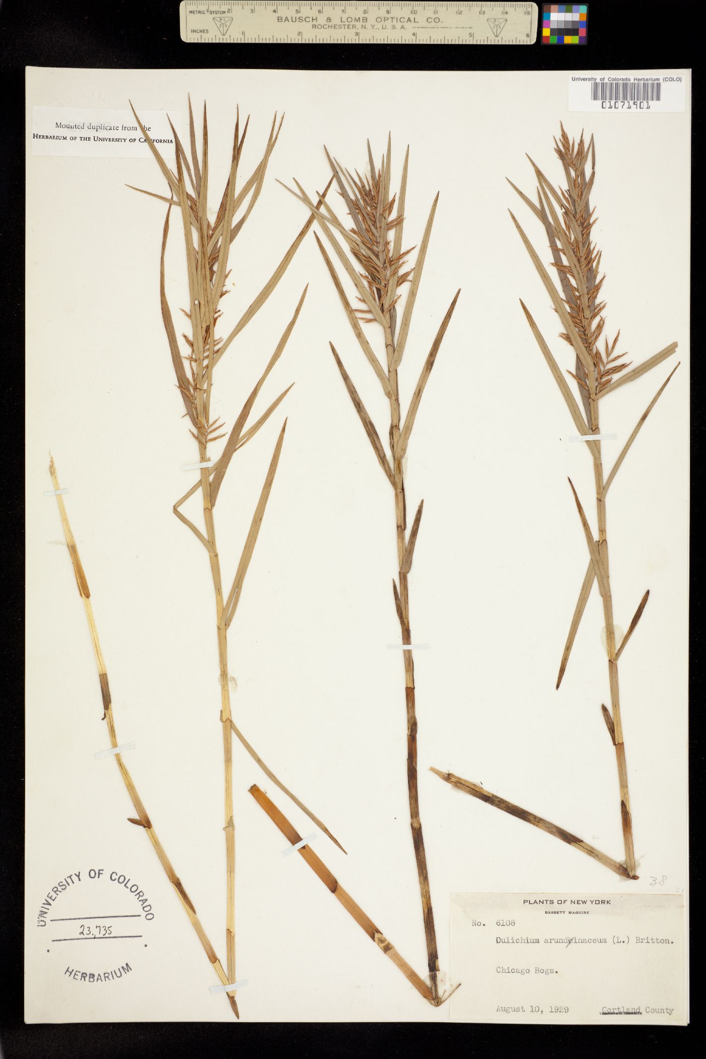 Dulichium arundinaceum image