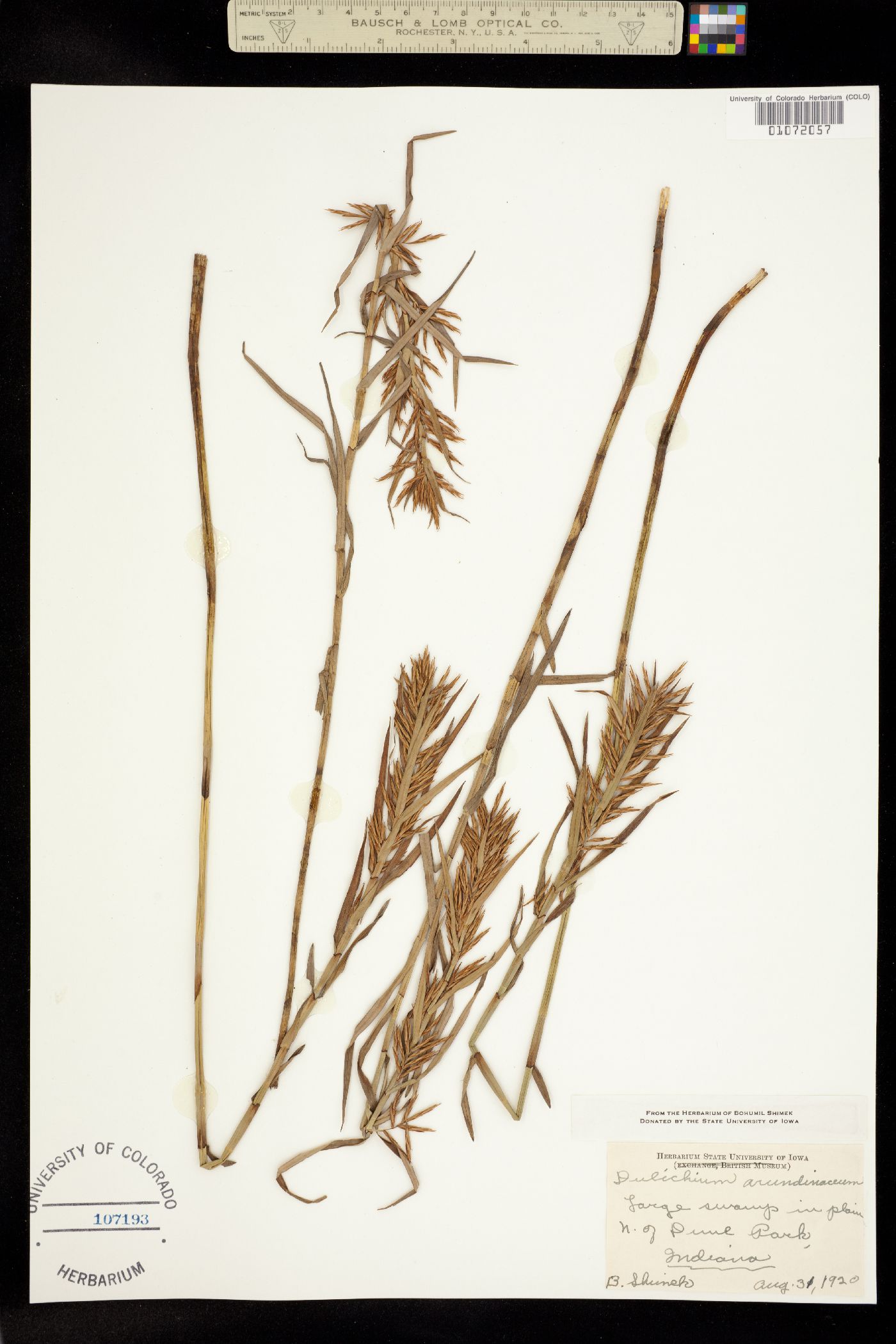 Dulichium arundinaceum image