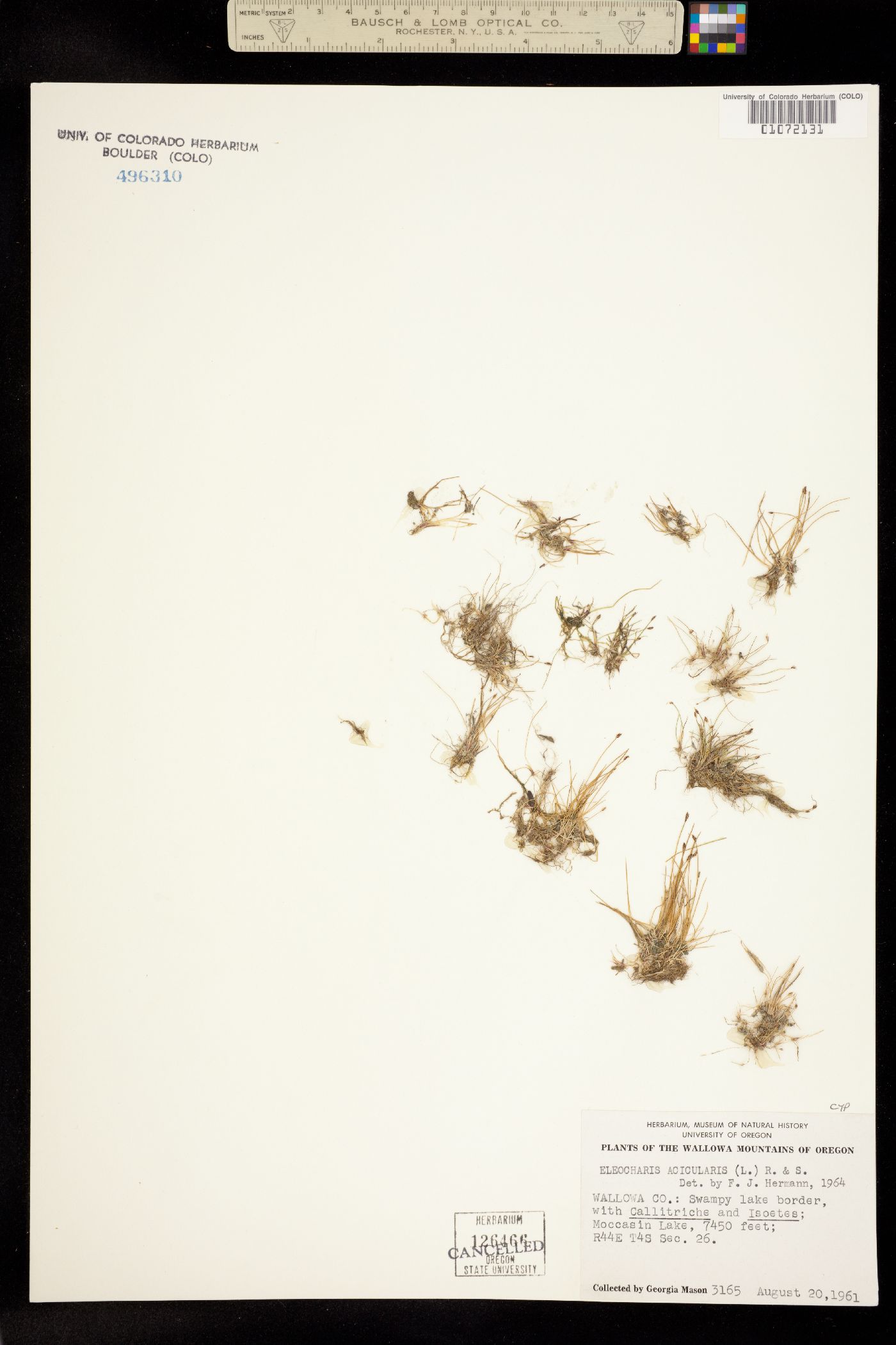 Eleocharis acicularis image