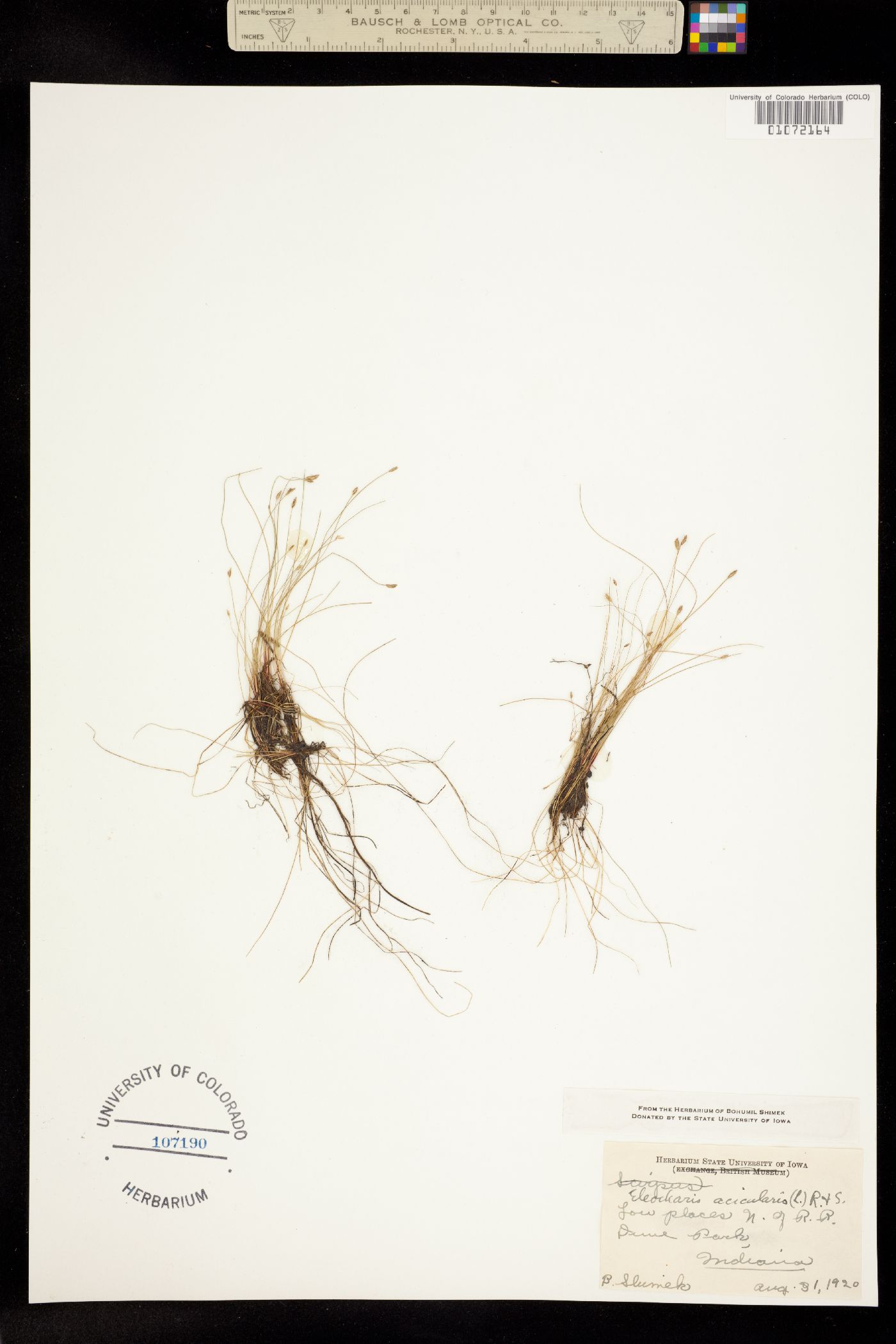 Eleocharis acicularis image