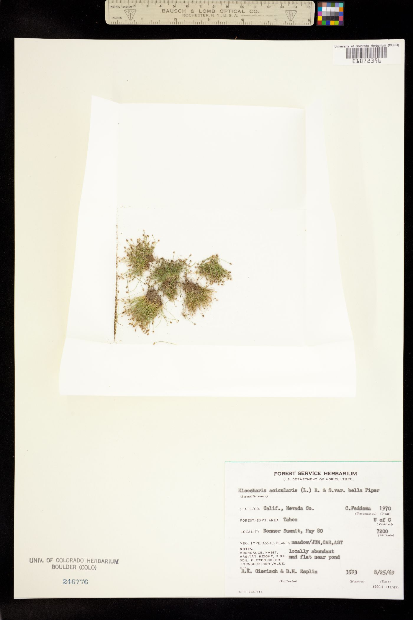 Eleocharis acicularis image