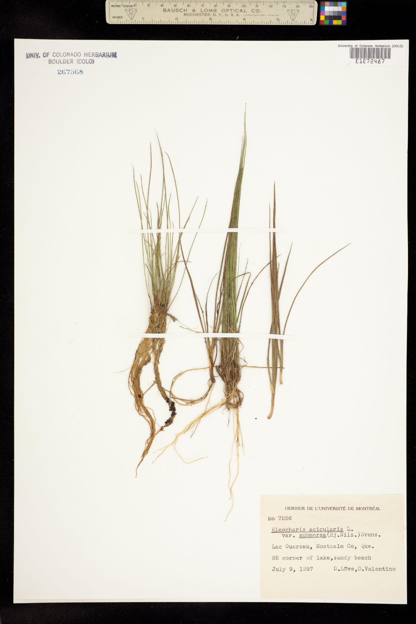 Eleocharis acicularis image