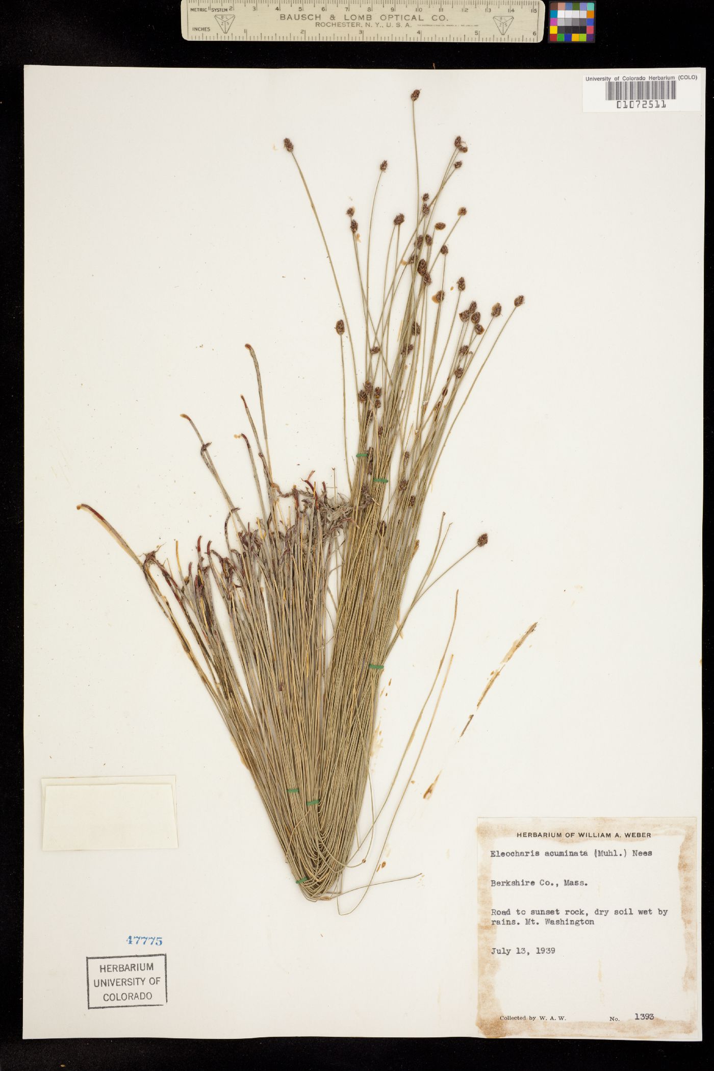 Eleocharis compressa image