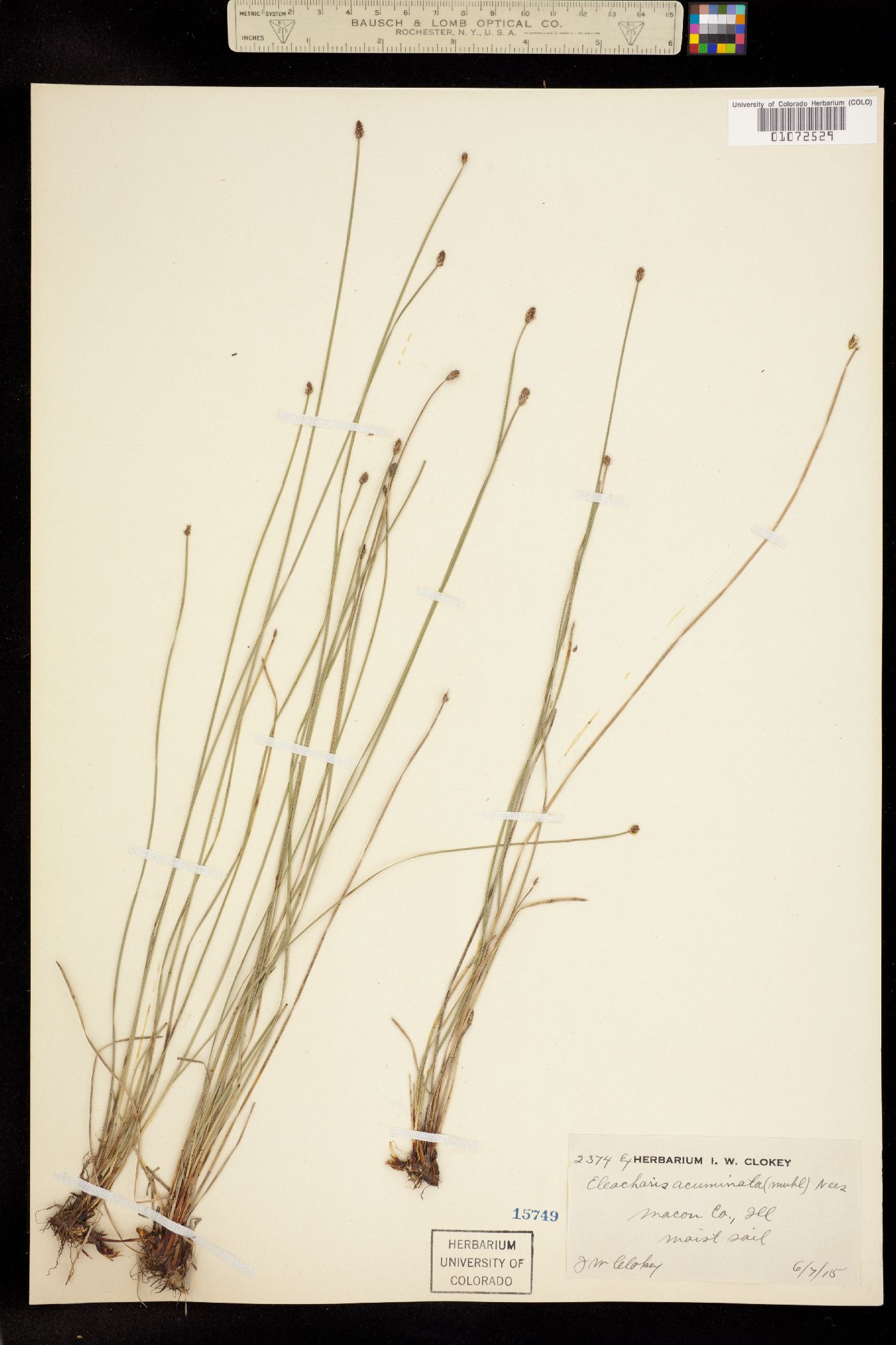 Eleocharis compressa var. compressa image