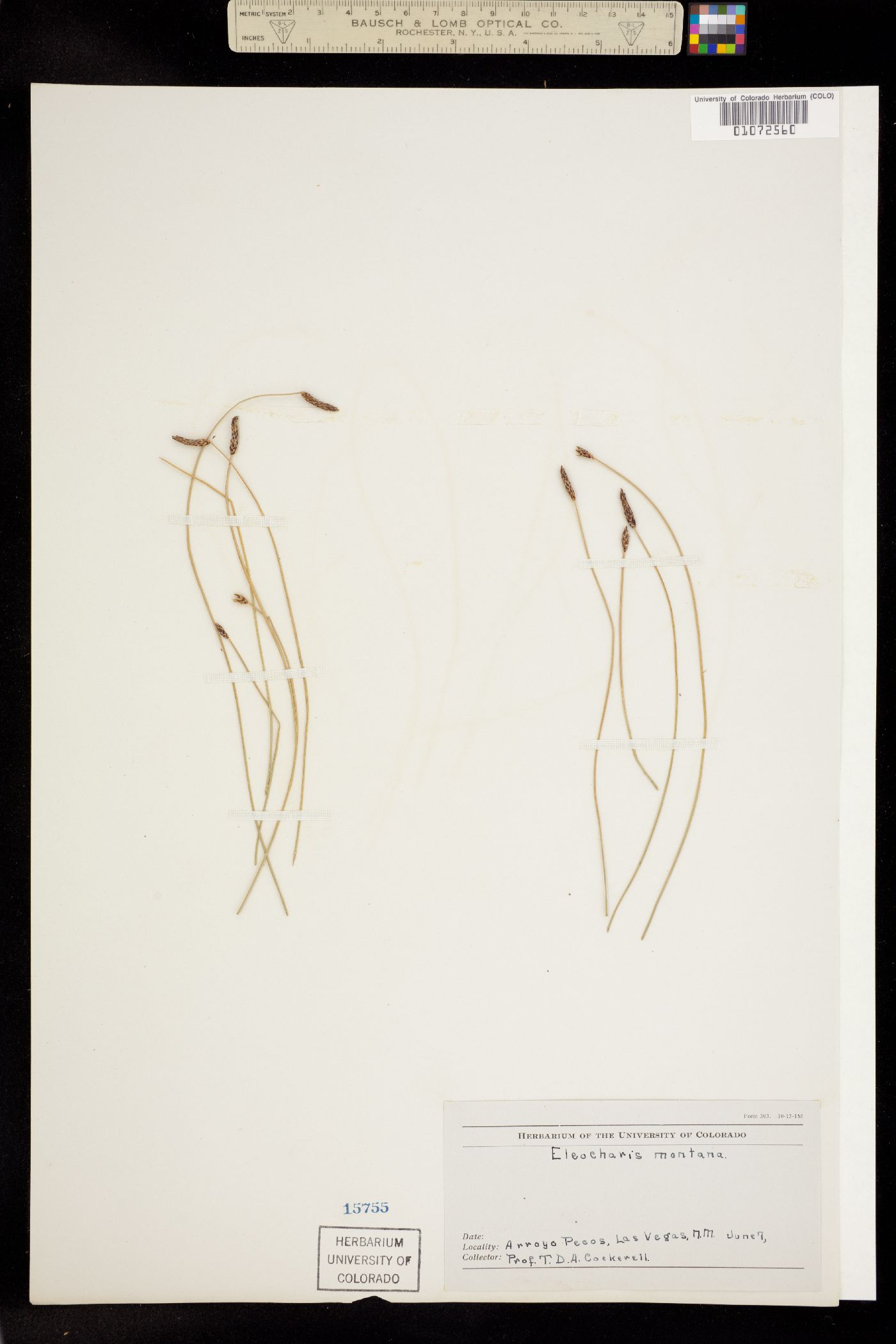 Eleocharis compressa image