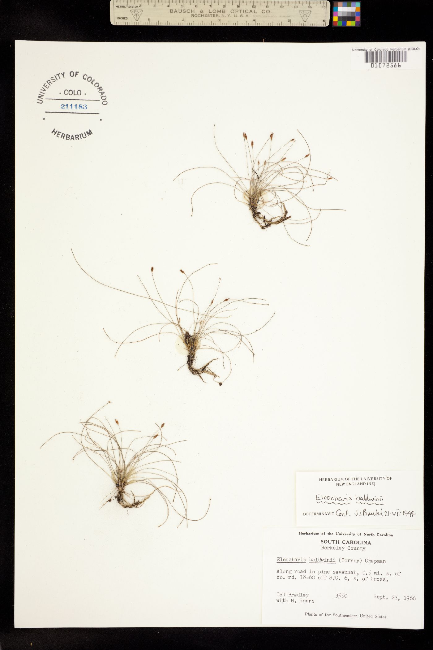 Eleocharis baldwinii image