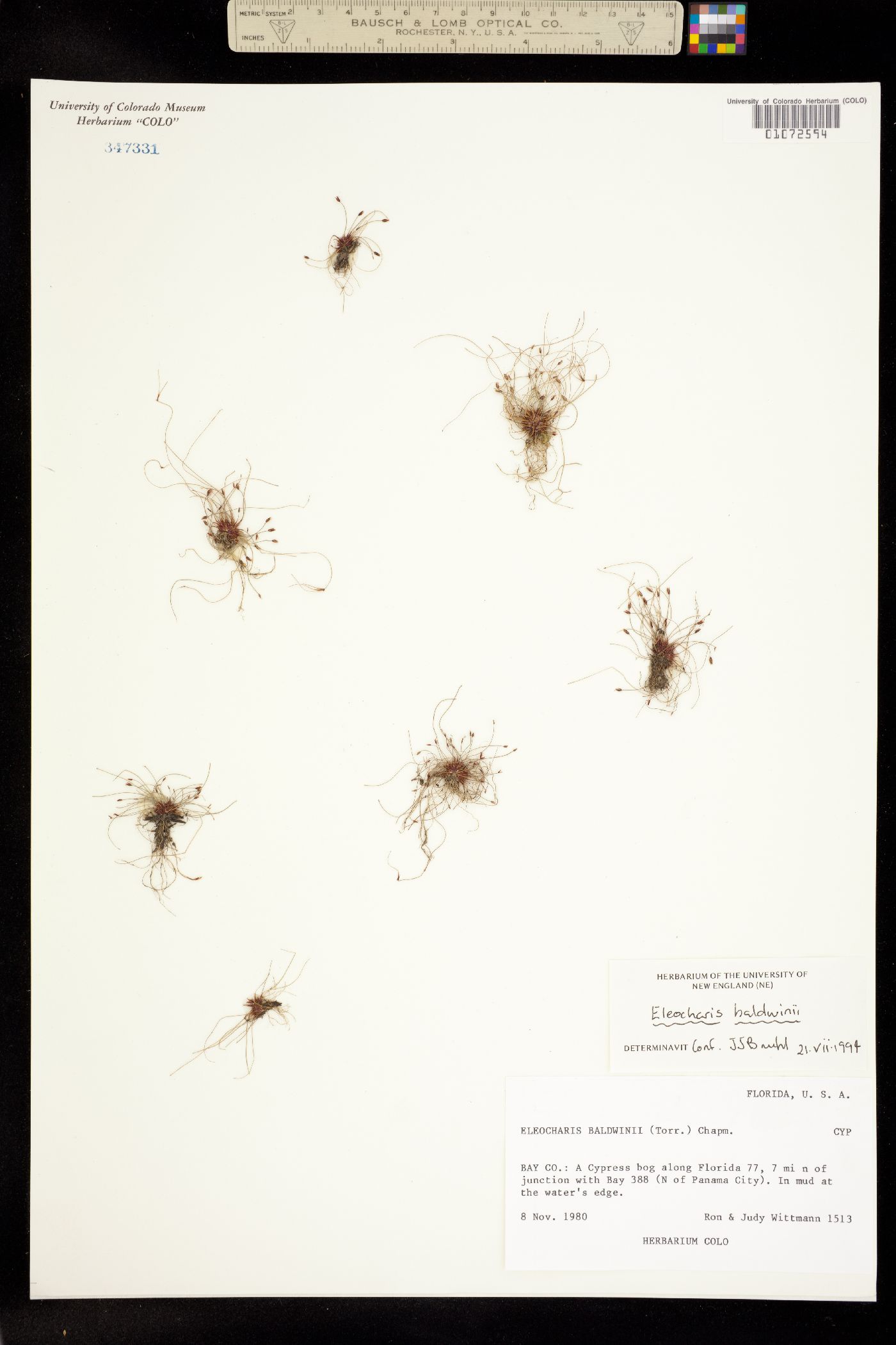 Eleocharis baldwinii image