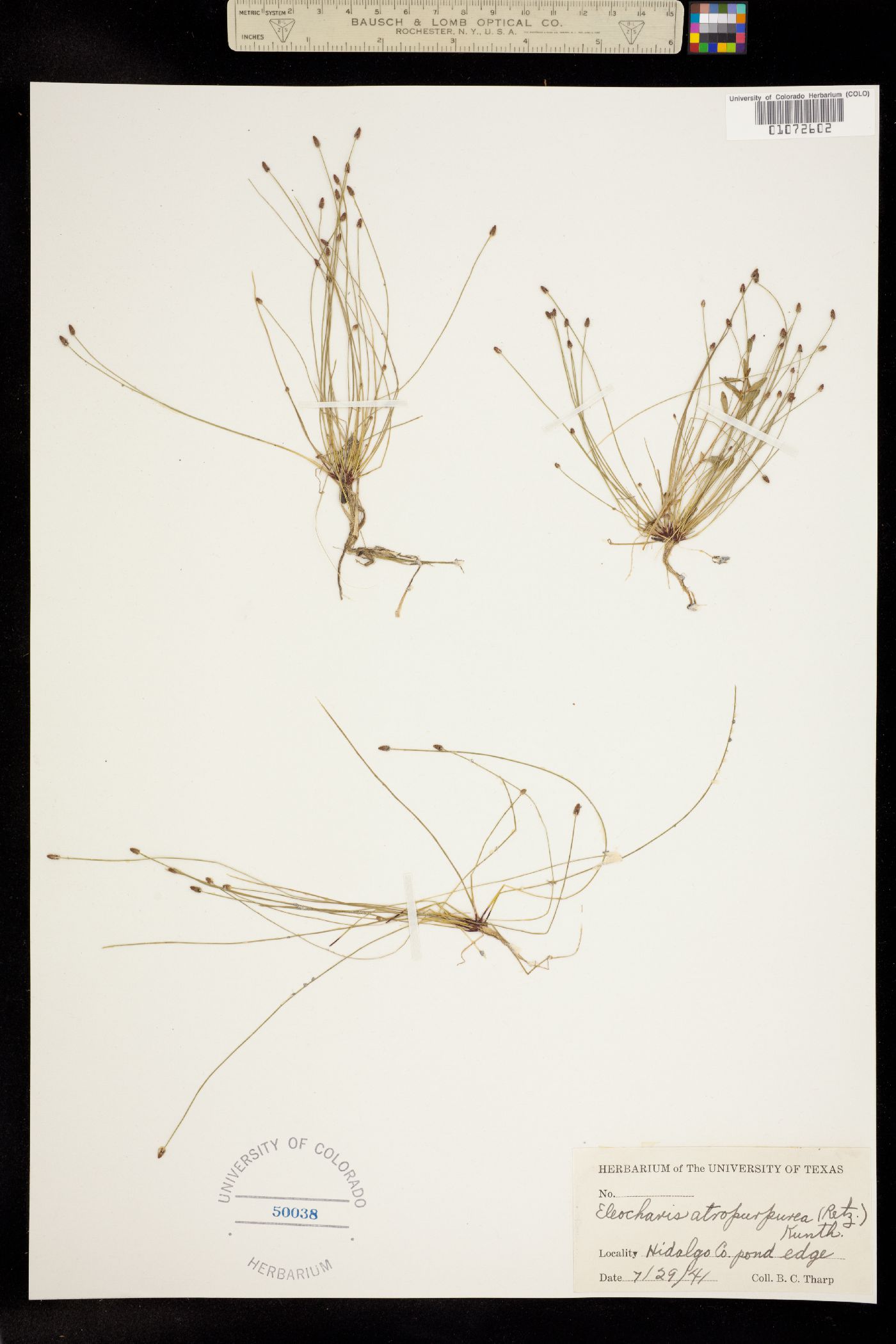 Eleocharis atropurpurea image