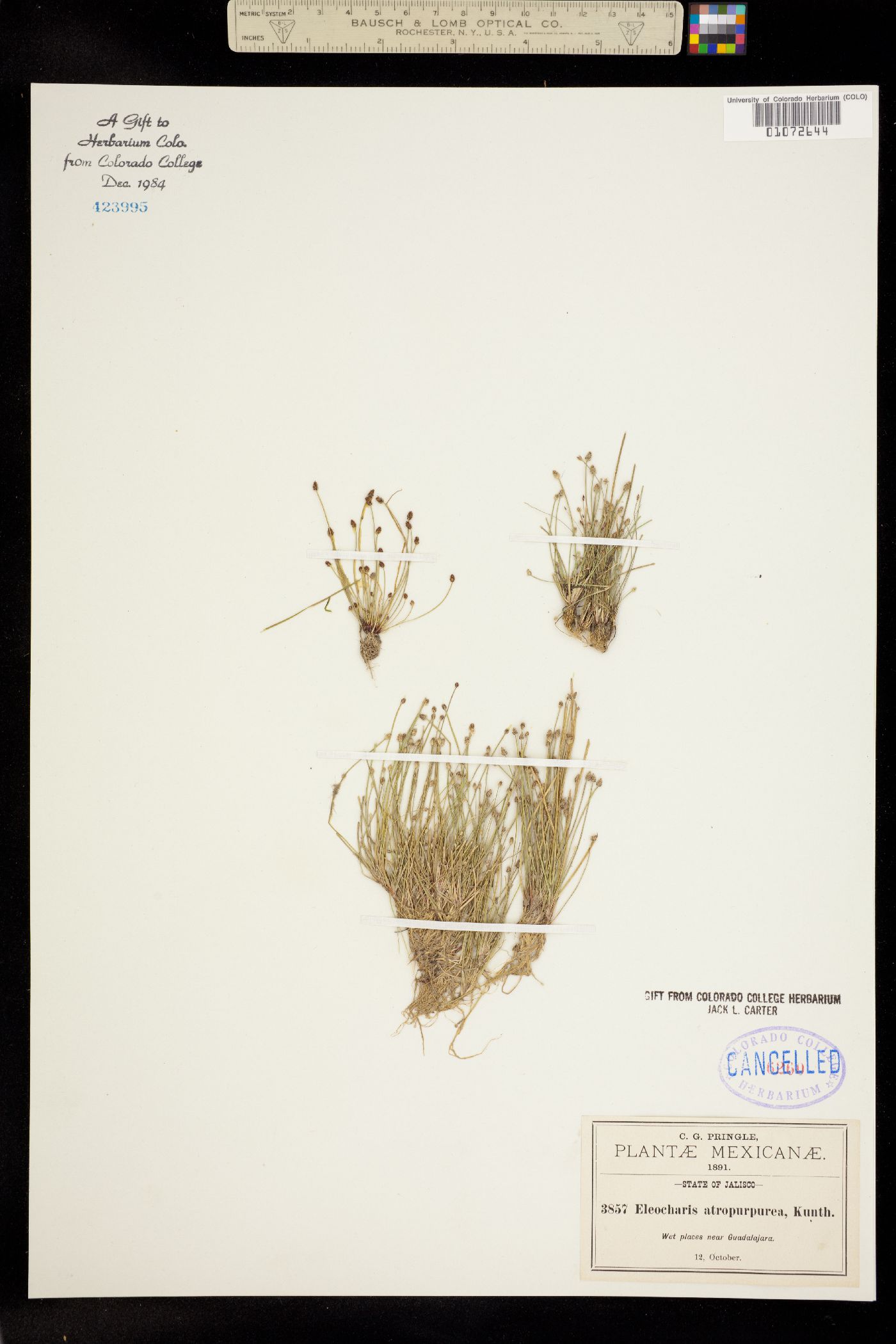 Eleocharis atropurpurea image