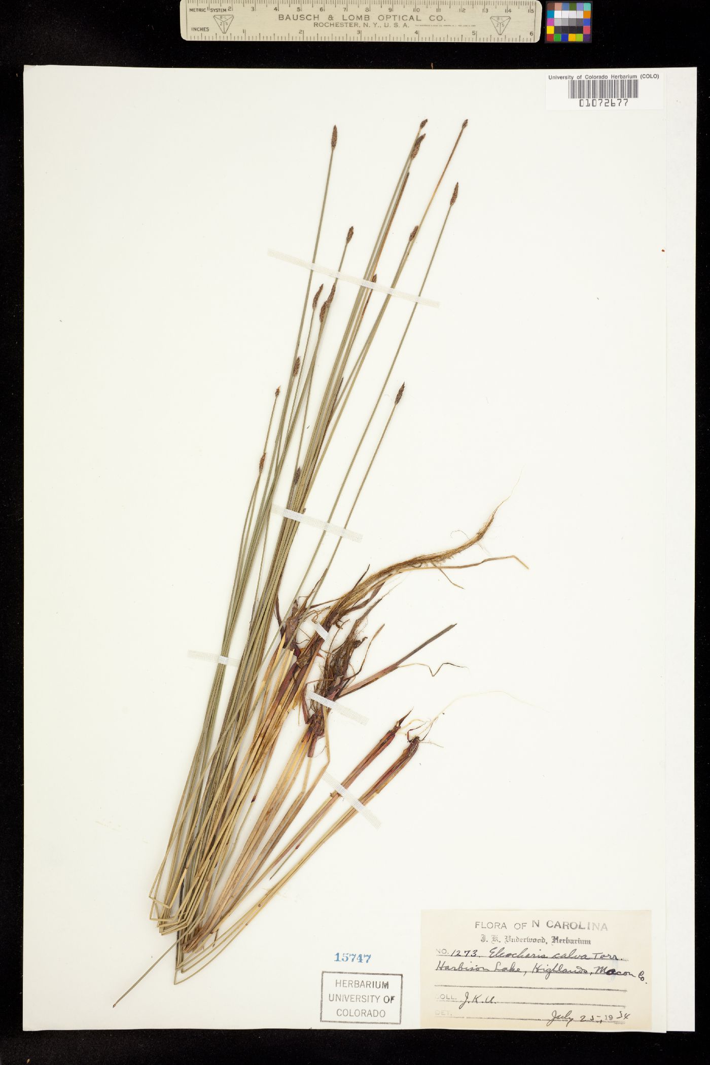 Eleocharis erythropoda image
