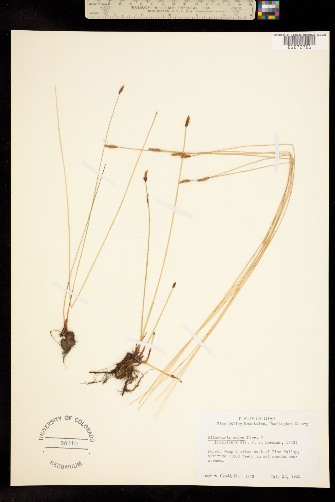 Eleocharis erythropoda image