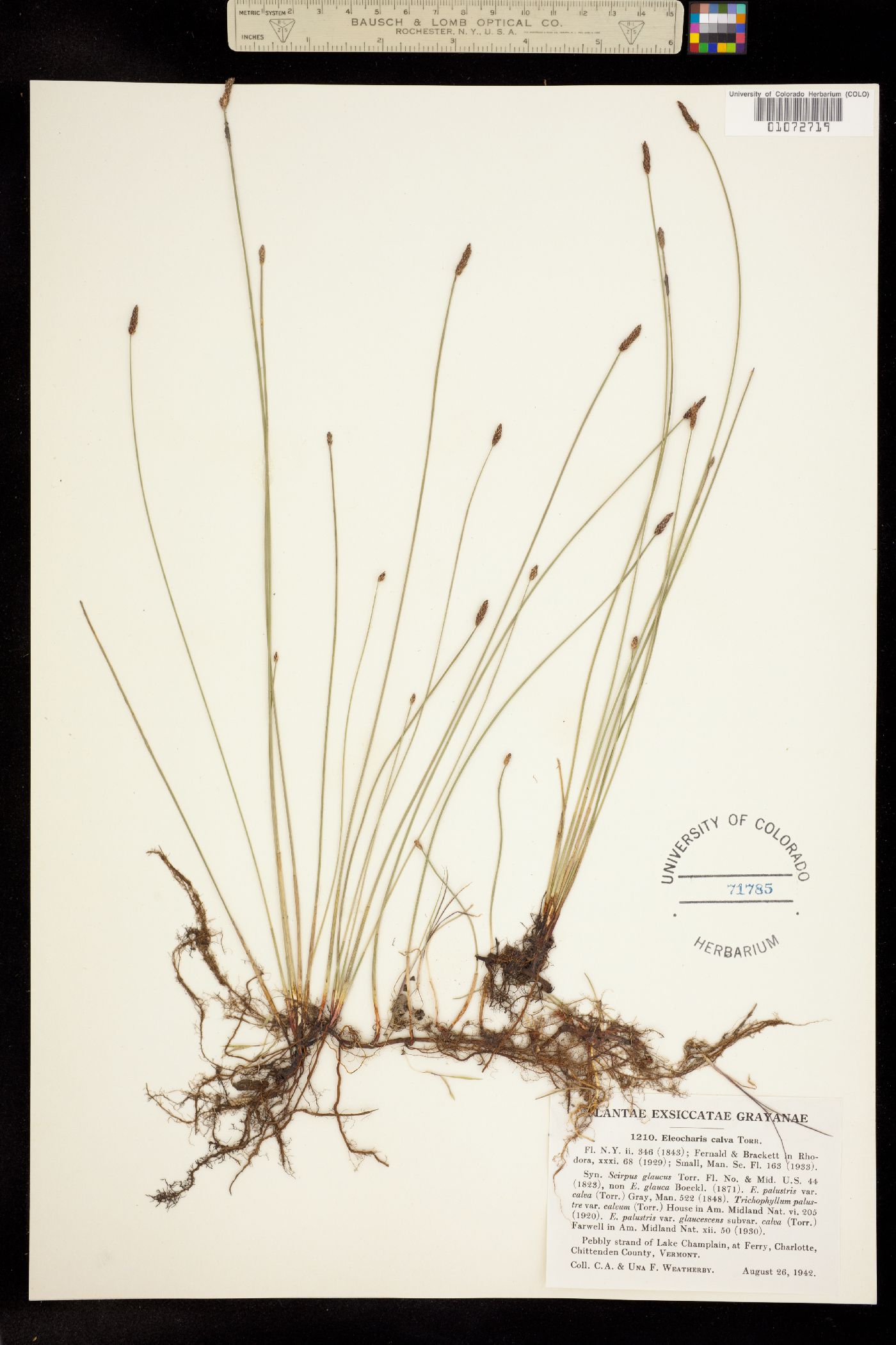 Eleocharis erythropoda image
