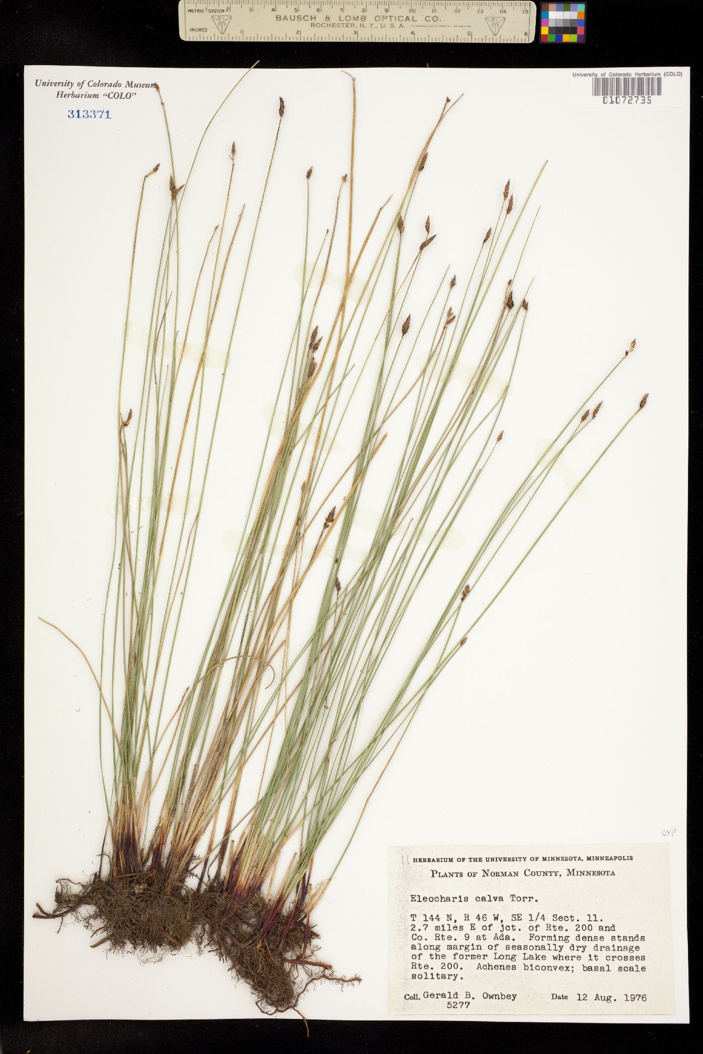 Eleocharis erythropoda image