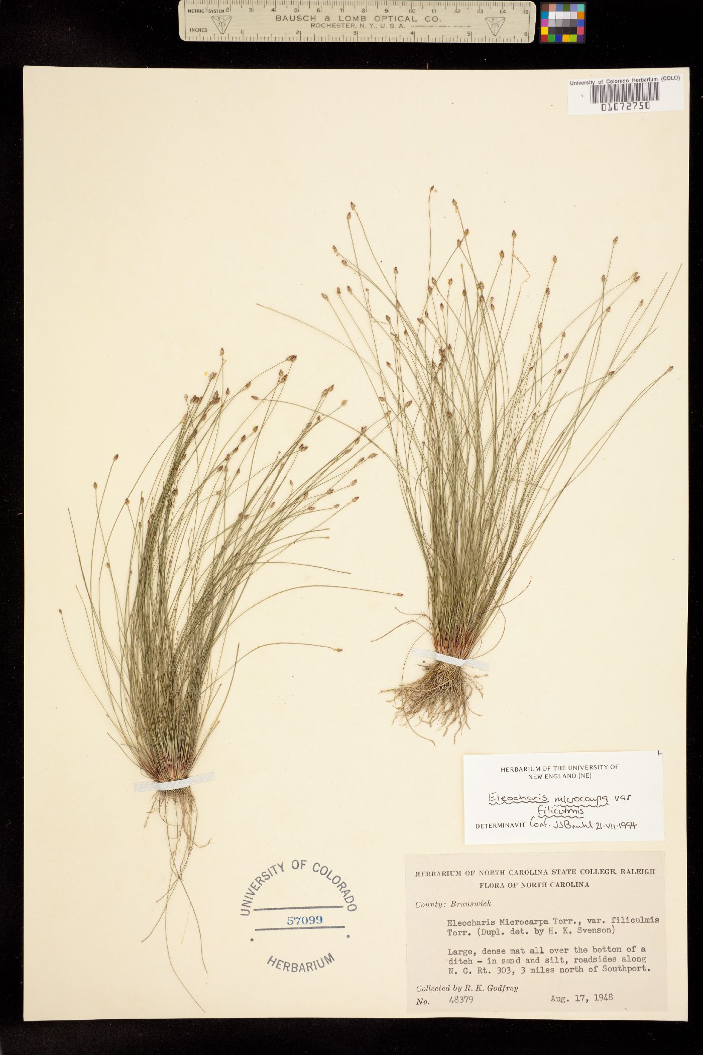 Eleocharis microcarpa image