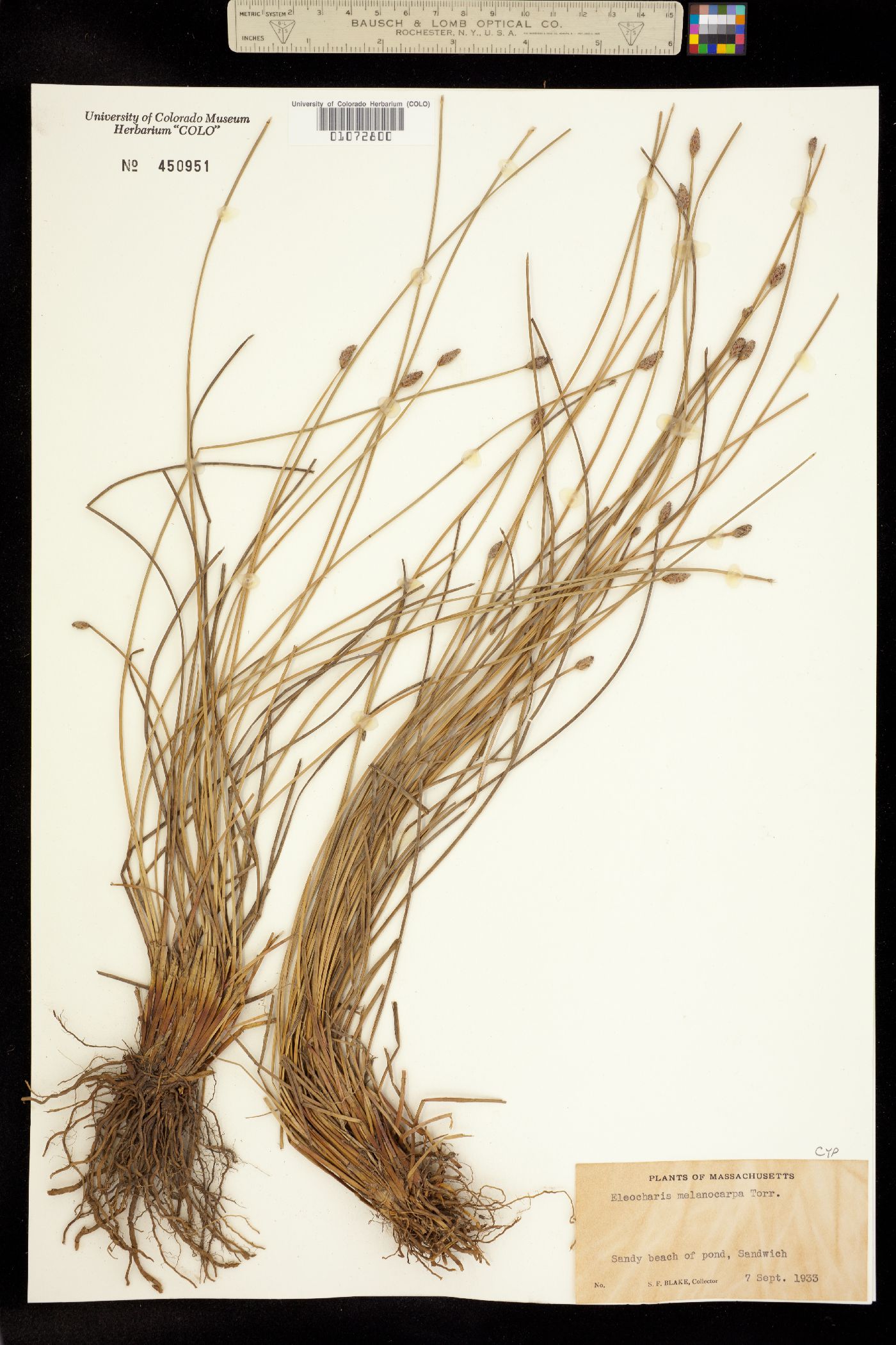 Eleocharis melanocarpa image