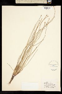 Eleocharis mamillata image