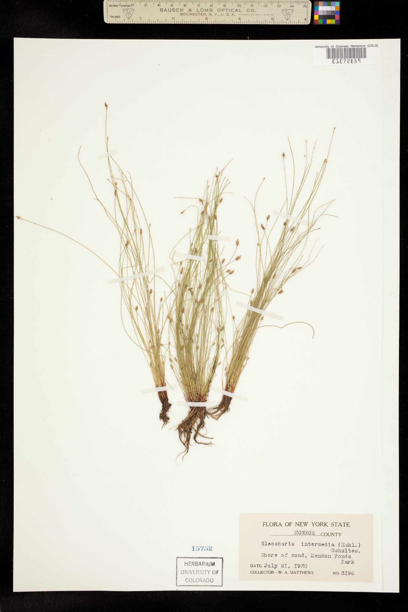 Eleocharis intermedia image