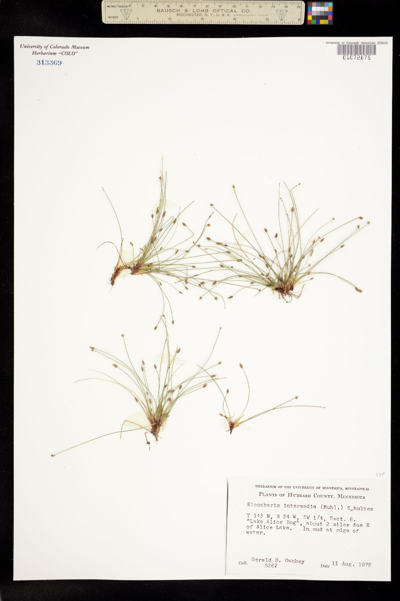 Eleocharis intermedia image