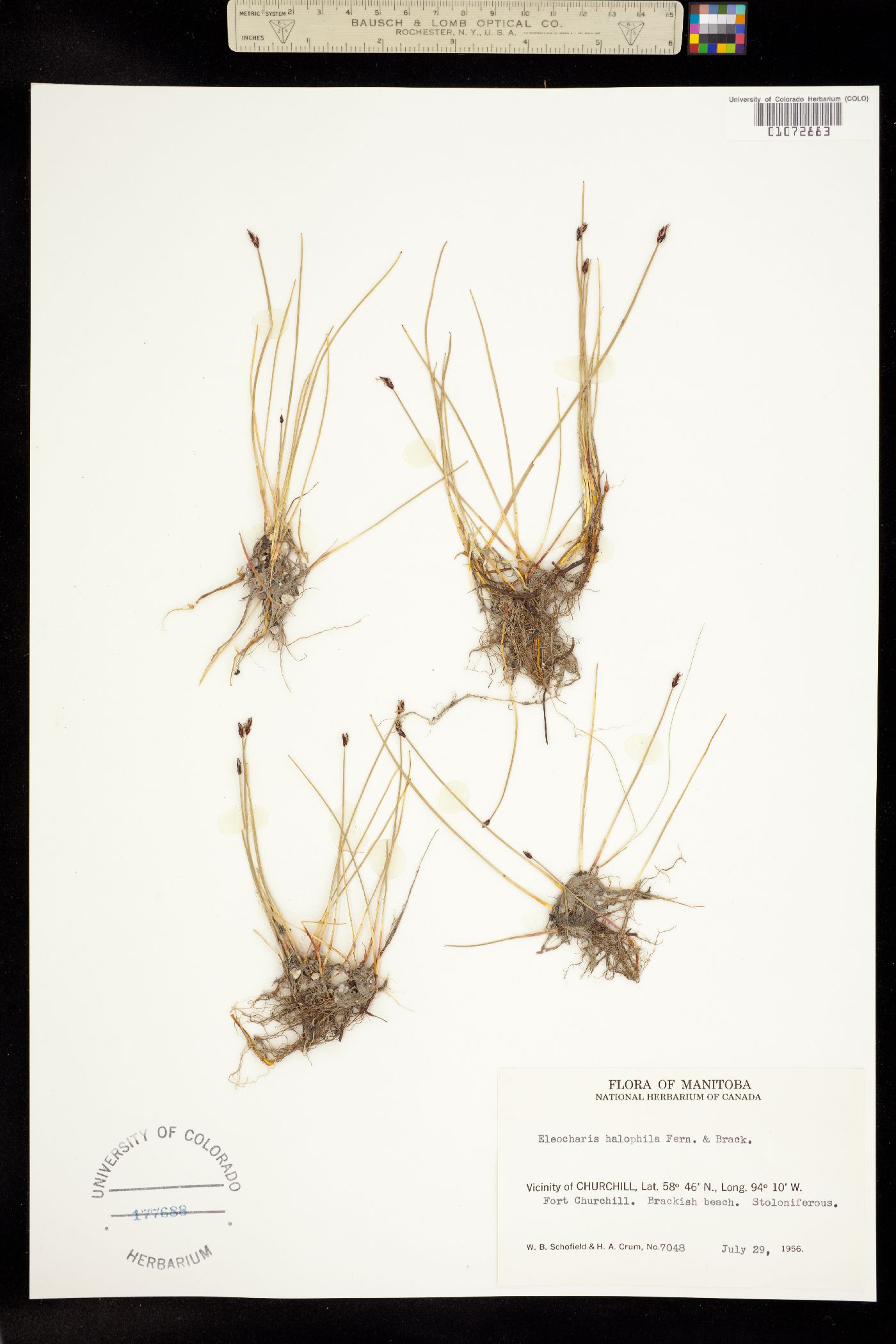 Eleocharis halophila image