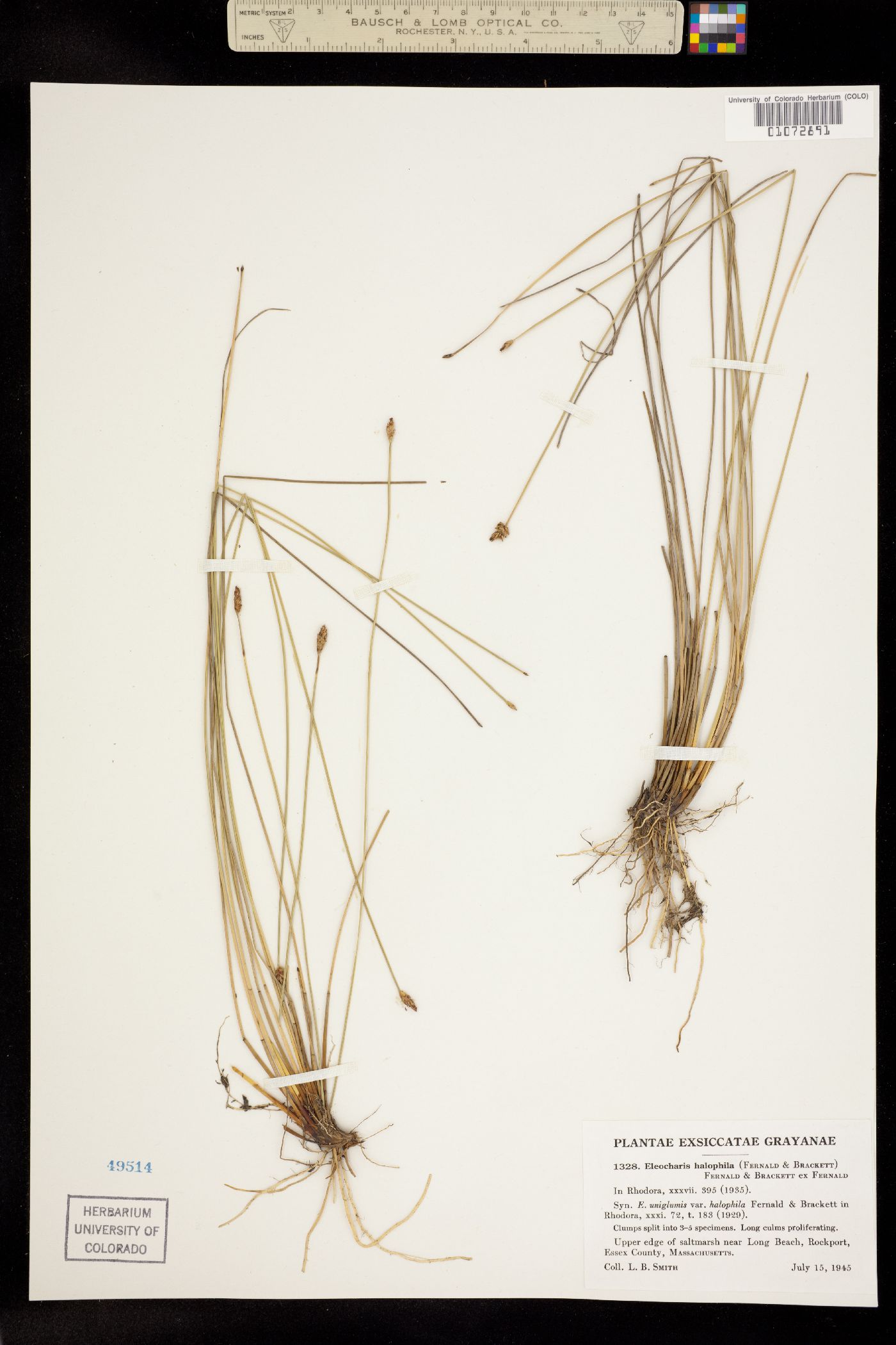 Eleocharis uniglumis image