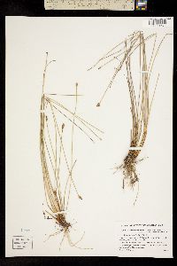 Eleocharis halophila image