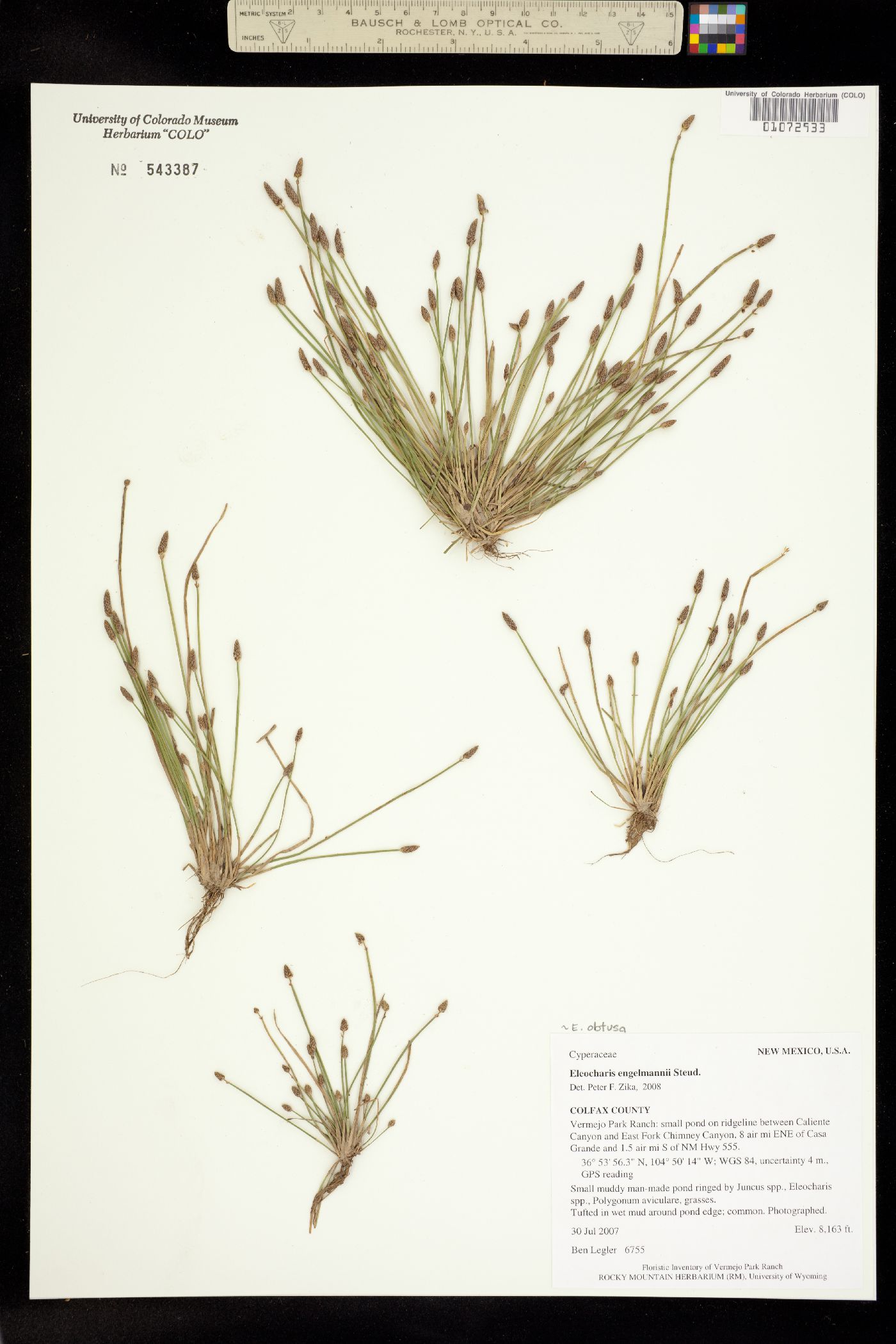 Eleocharis engelmannii image