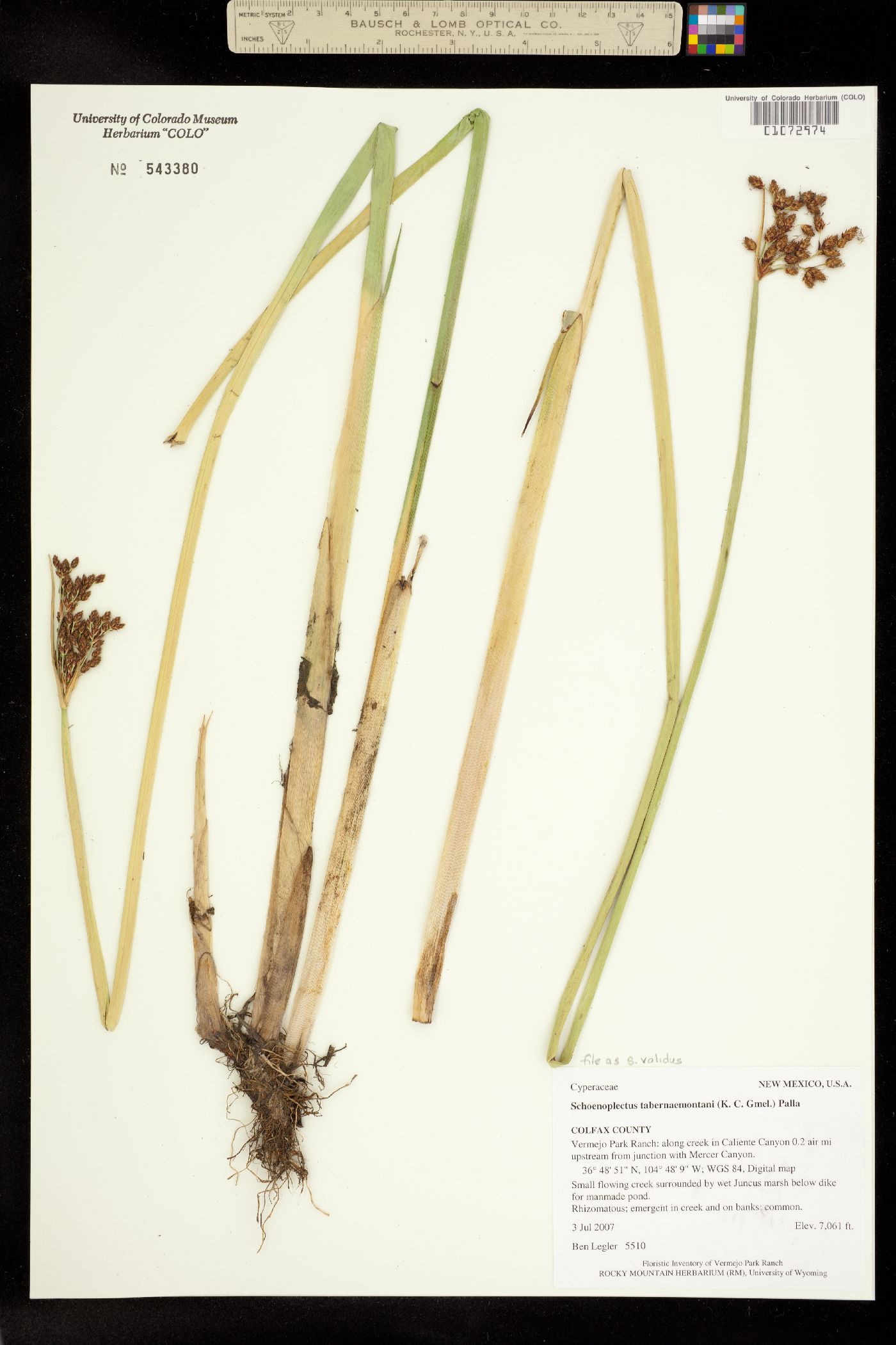 Schoenoplectus tabernaemontani image