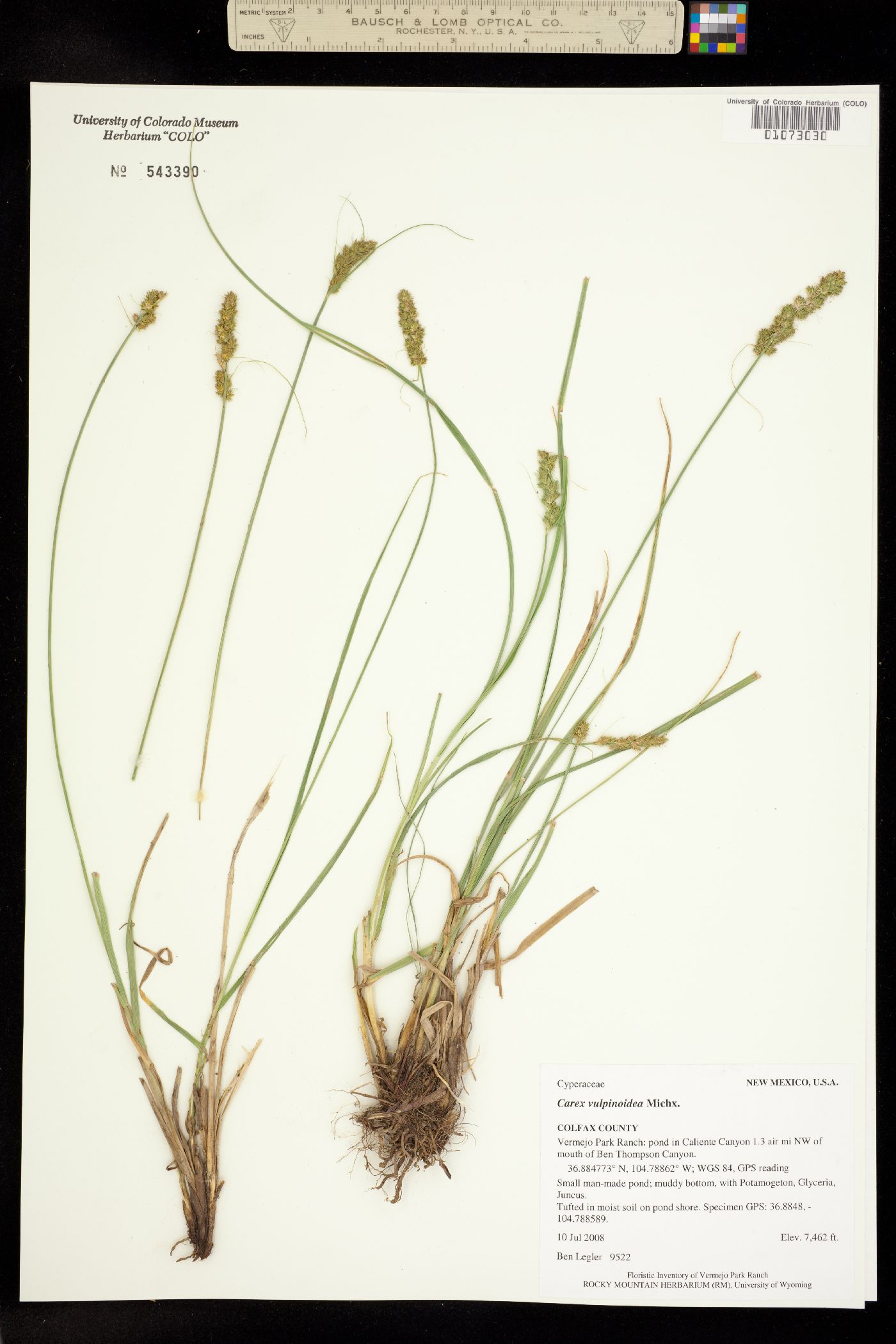 Carex vulpinoidea image