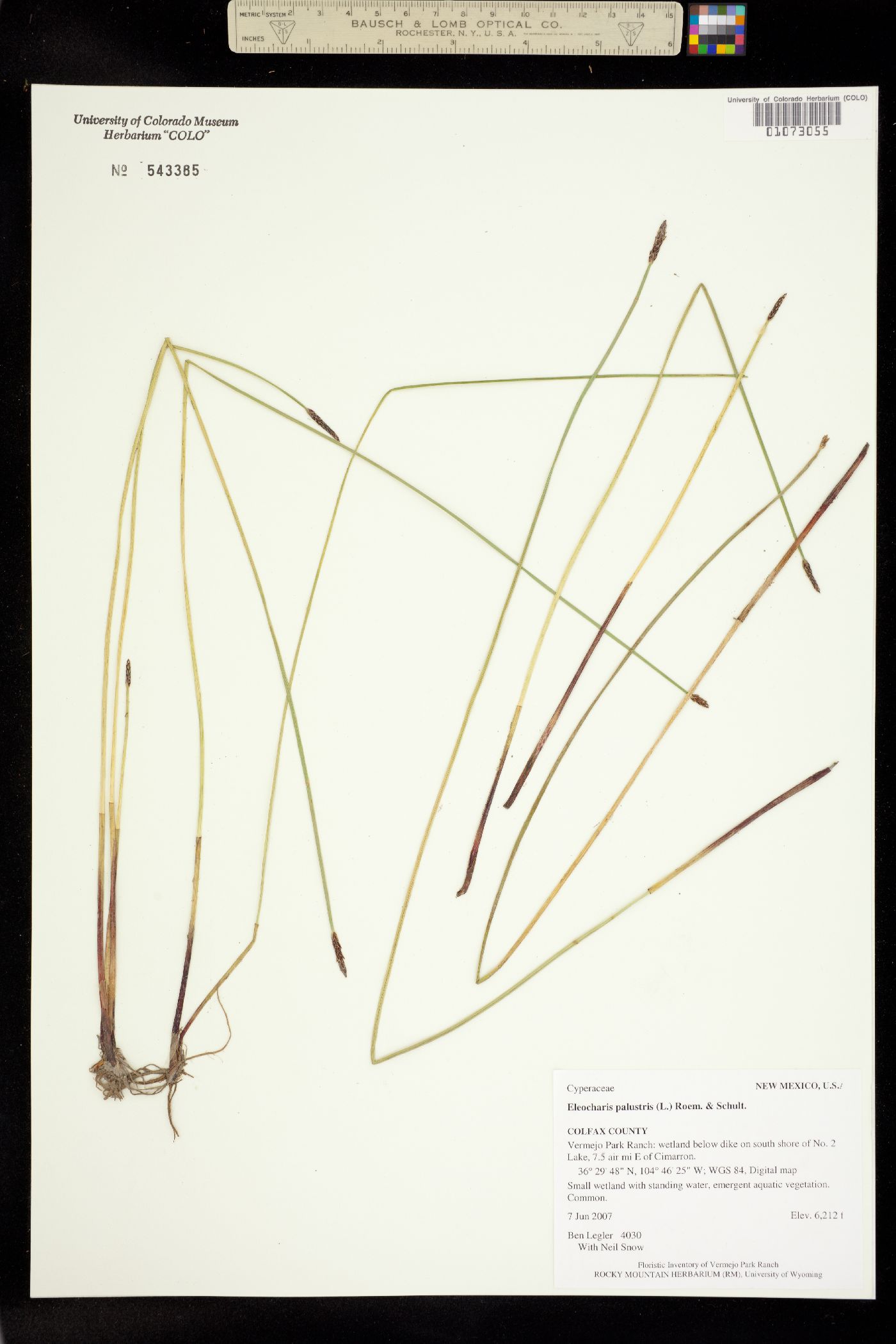 Eleocharis palustris image