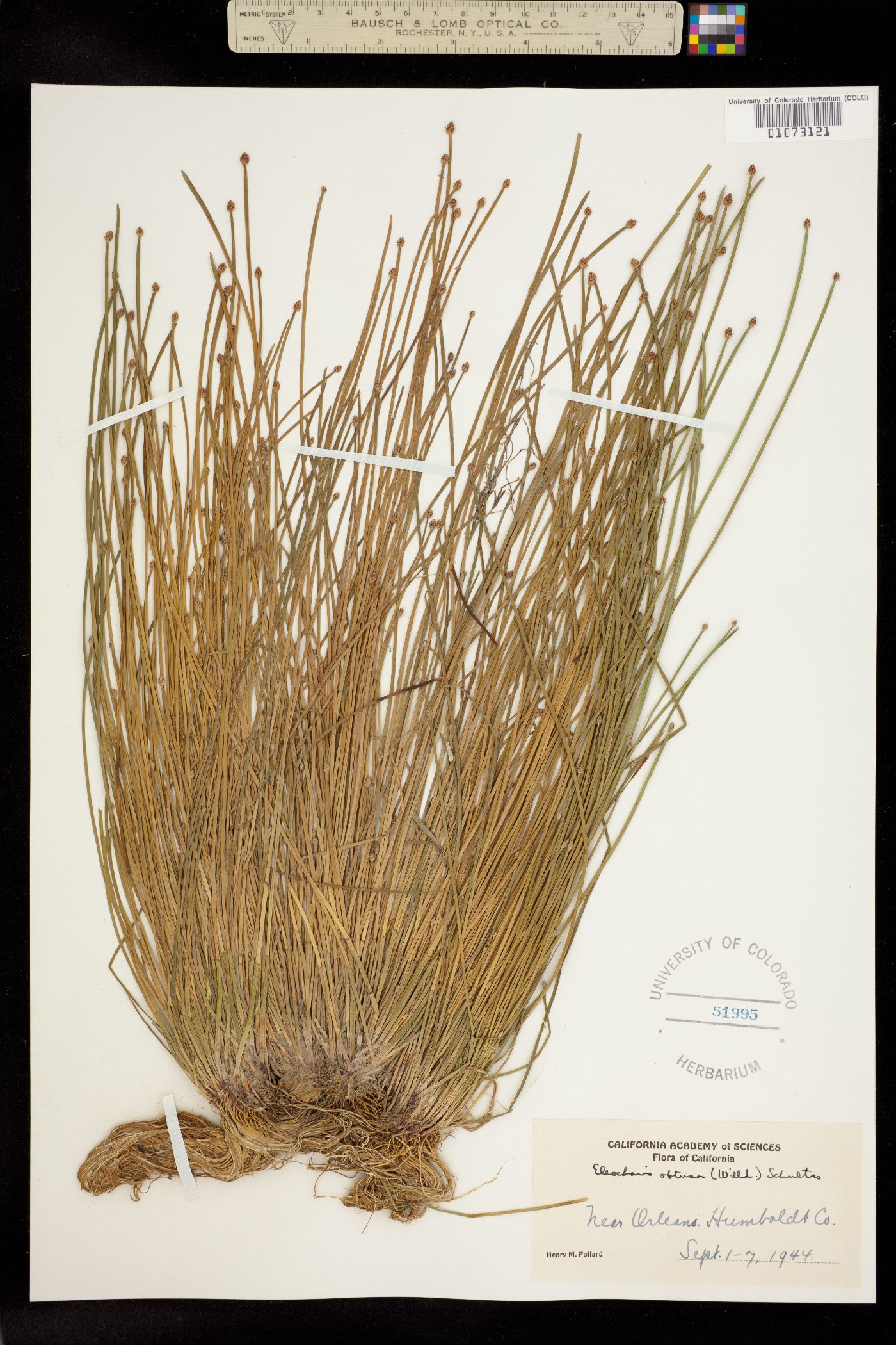 Eleocharis obtusa image