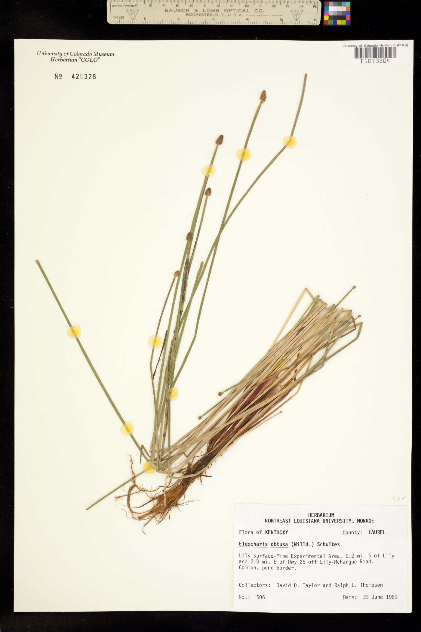 Eleocharis obtusa image