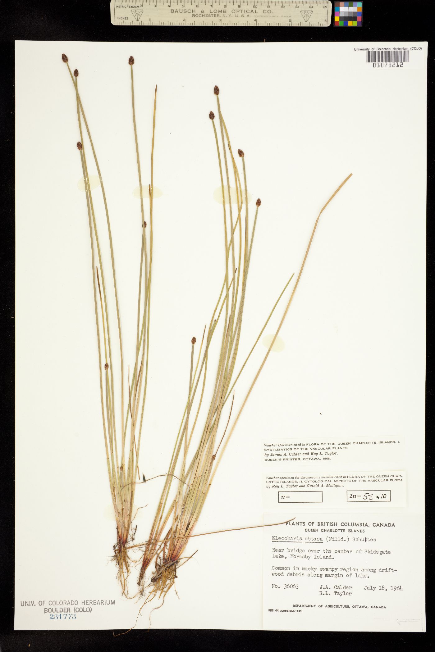 Eleocharis obtusa image