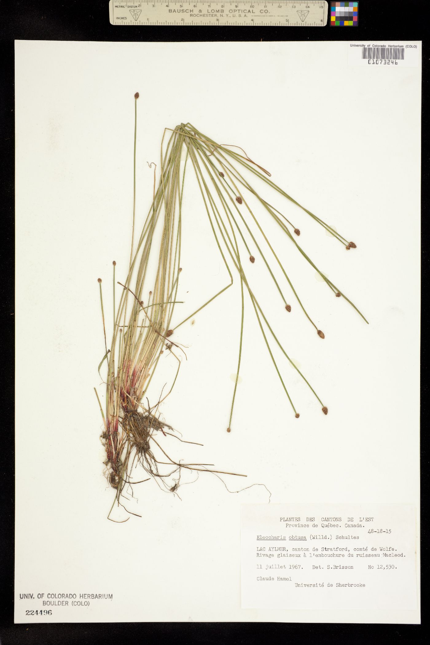 Eleocharis obtusa image