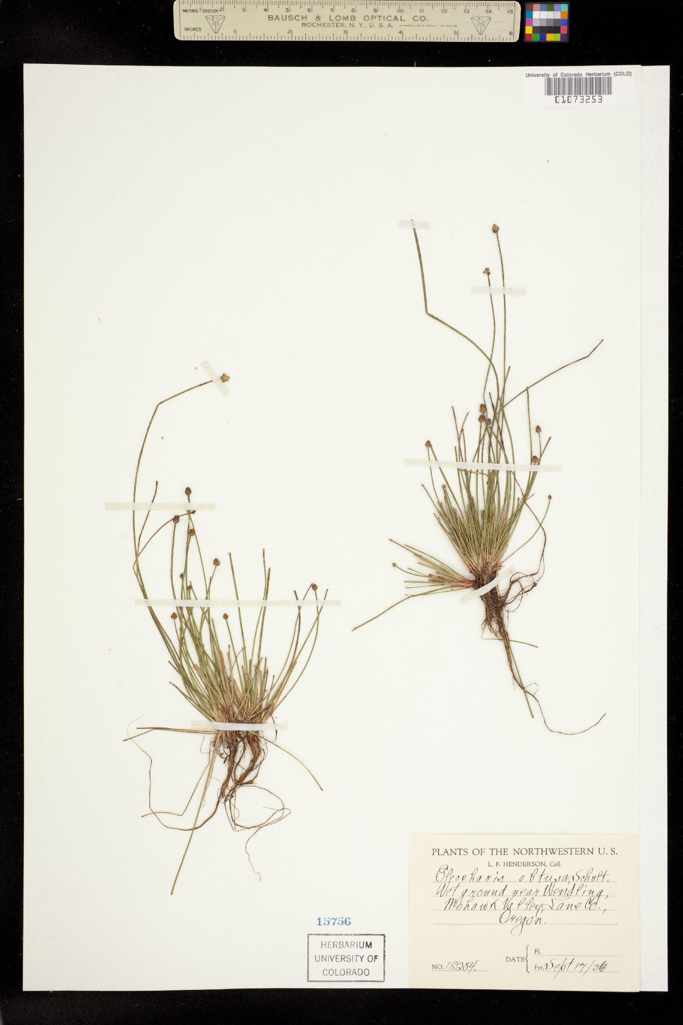 Eleocharis obtusa image