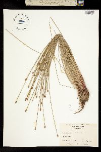 Eleocharis obtusa image