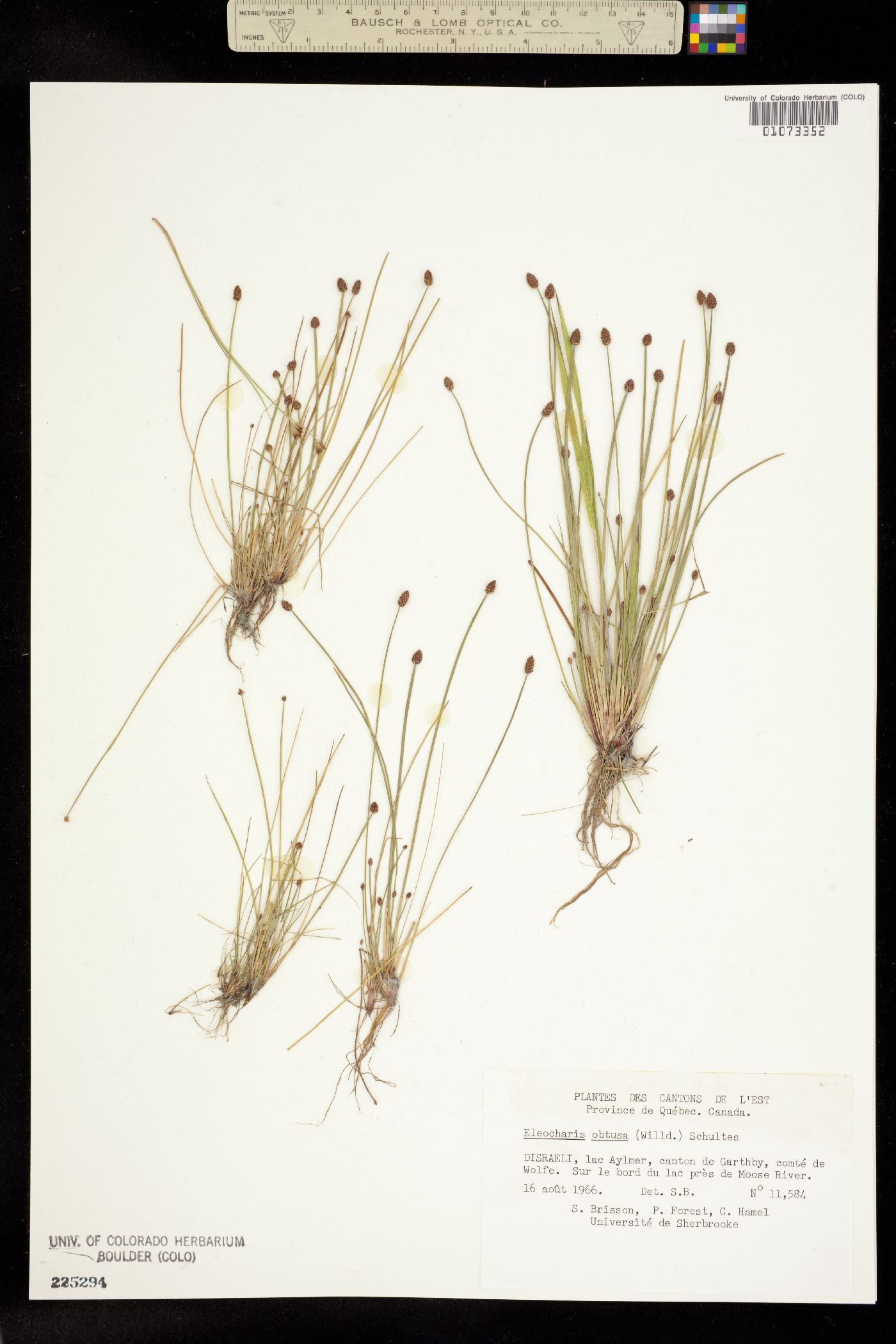 Eleocharis obtusa image
