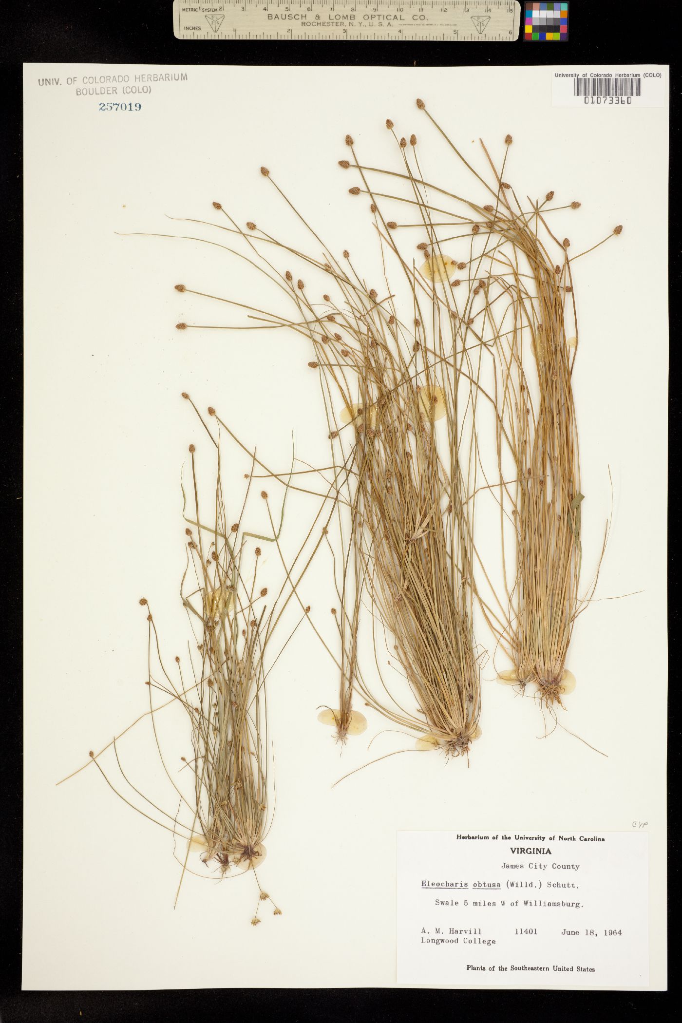 Eleocharis obtusa image