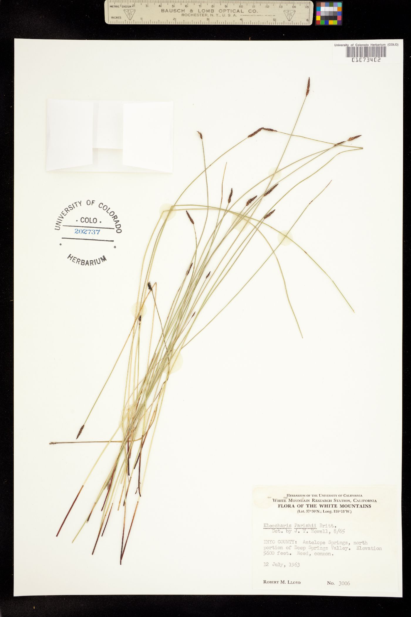 Eleocharis montevidensis image