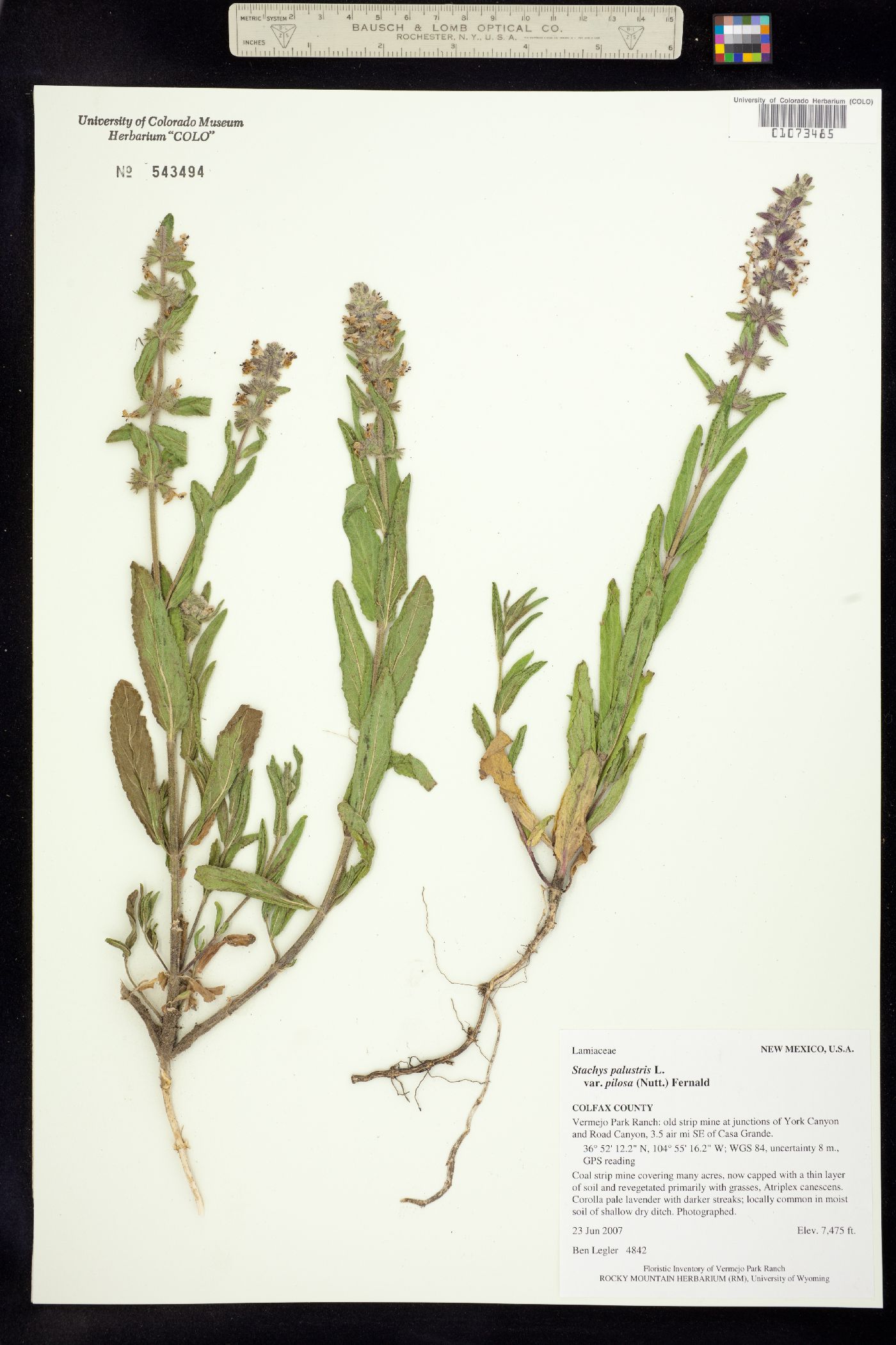 Stachys palustris image